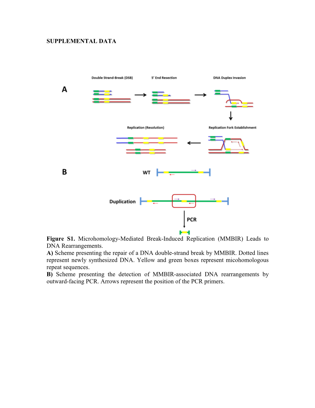 Figure S1. Microhomology-Mediated Break-Induced Replication (MMBIR) Leads to DNA Rearrangements