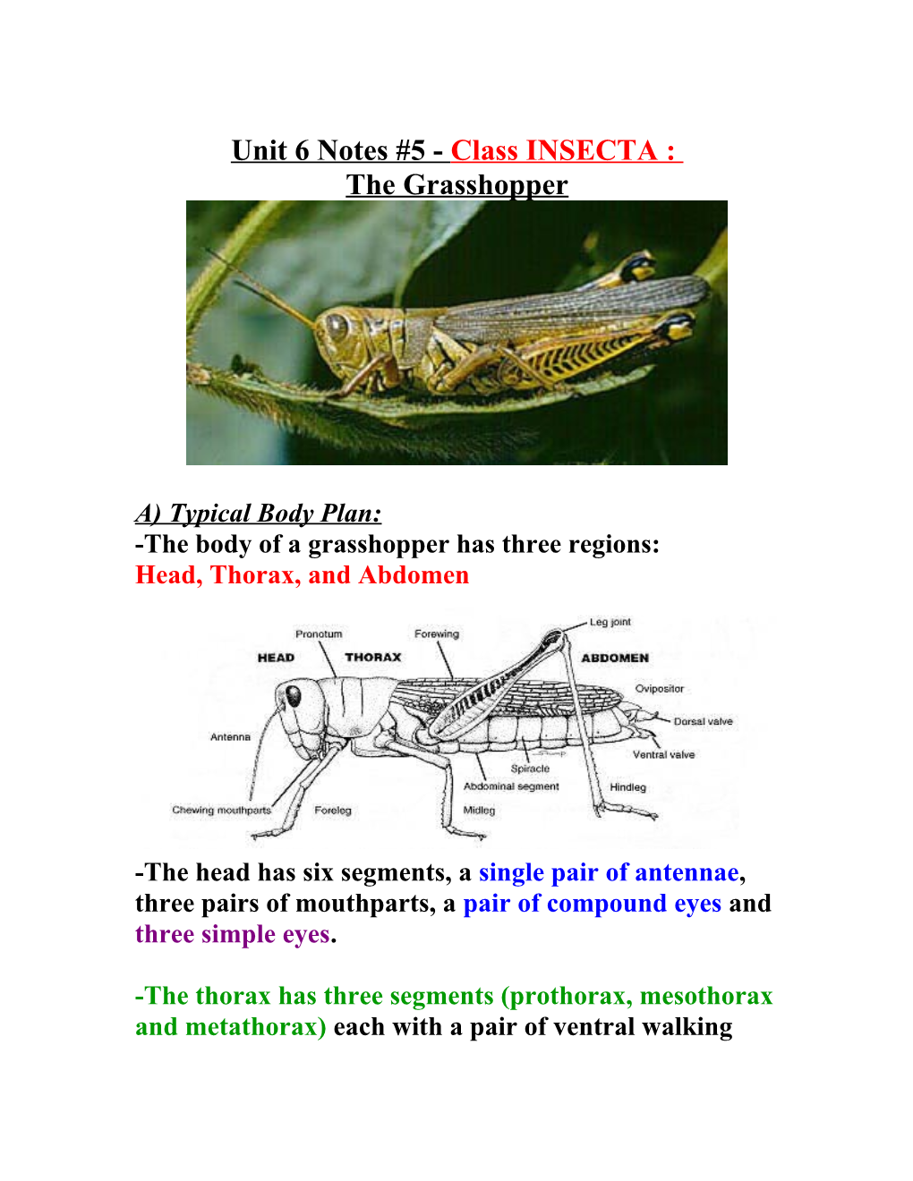 Unit 6 Notes #5 - Class INSECTA