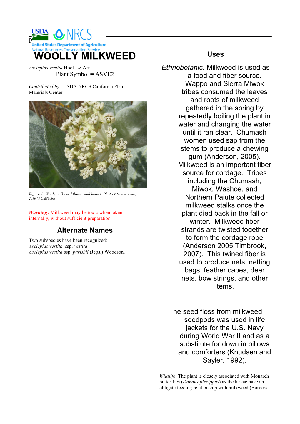 Woolly Milkweed (Asclepias Vestita) Plant Guide