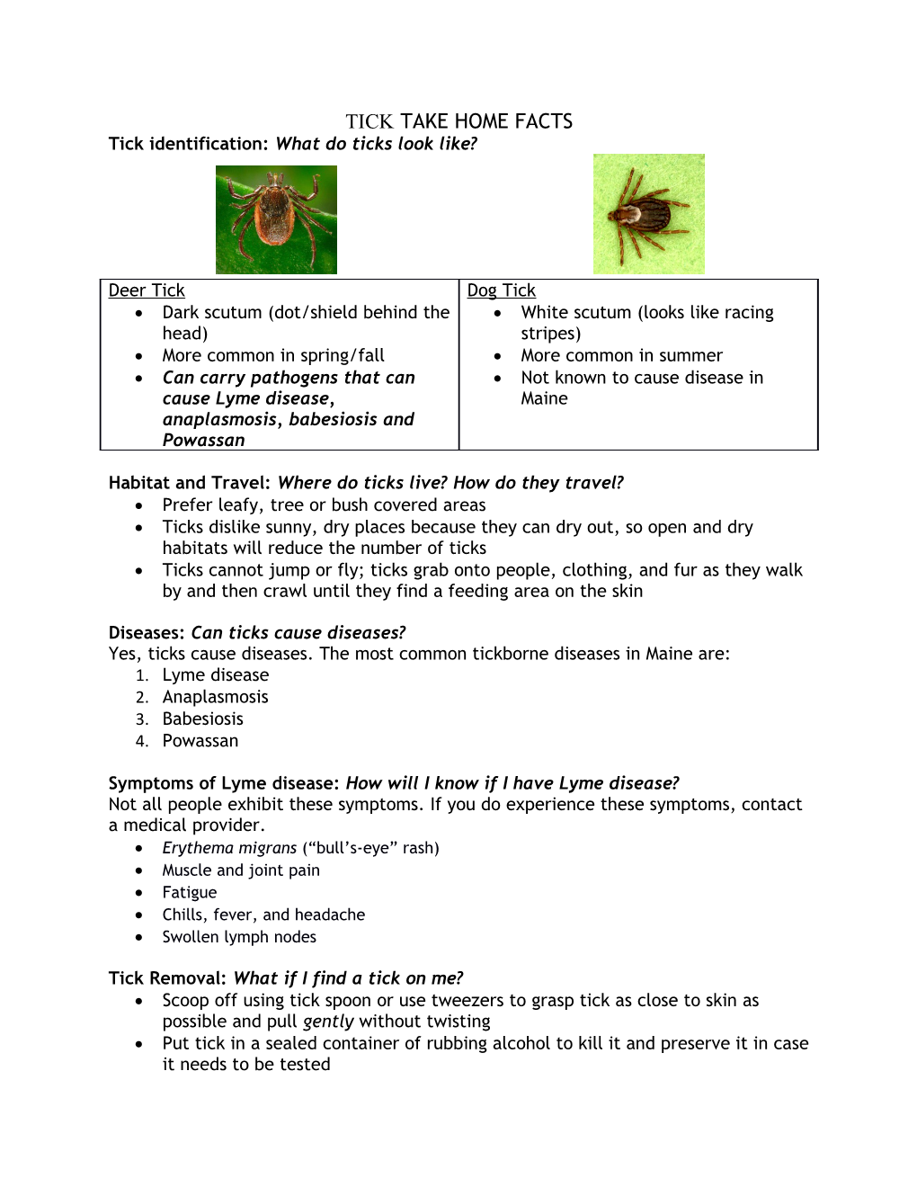 Tick Identification: What Do Ticks Look Like?