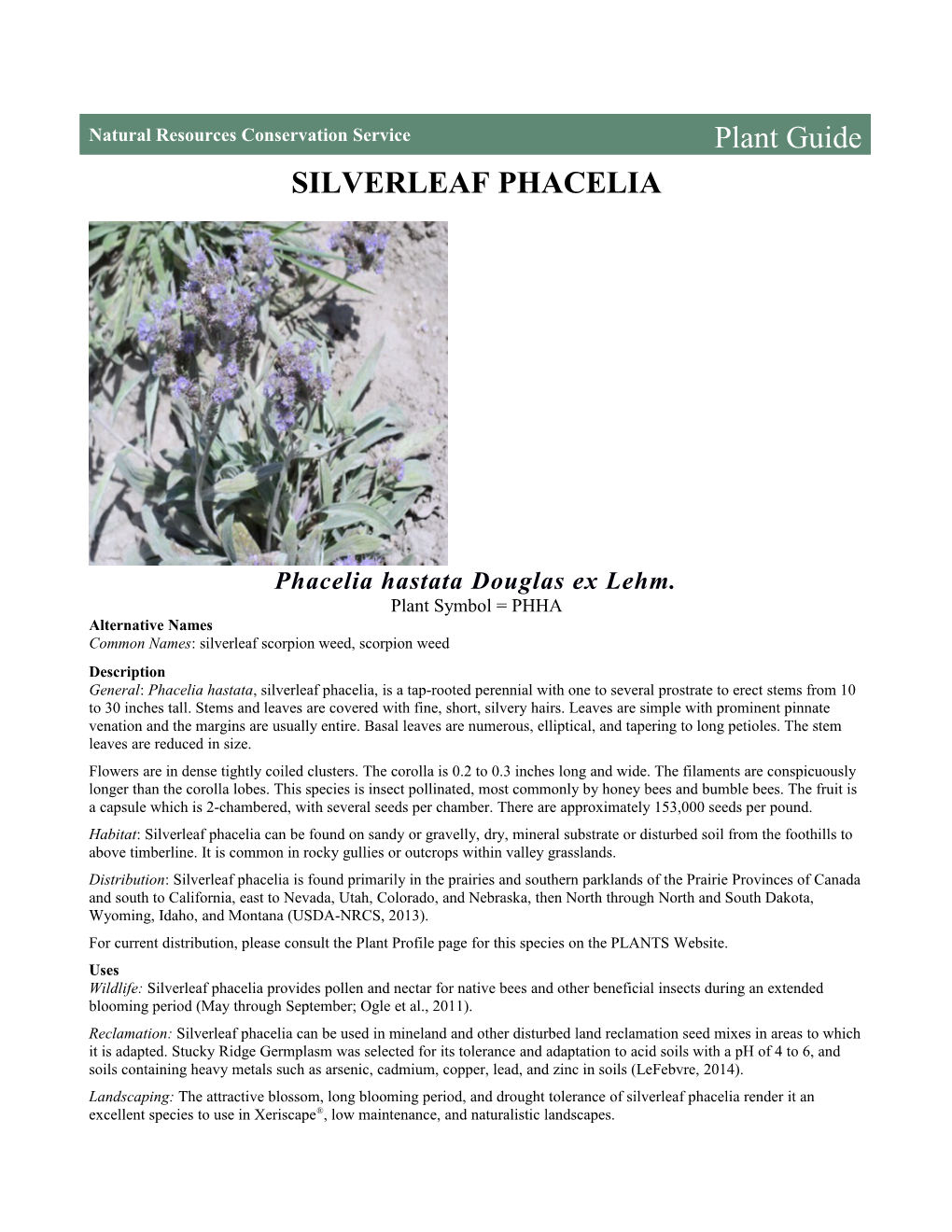 Silverleaf Phacelia (Phacelia Hastata) Plant Guide