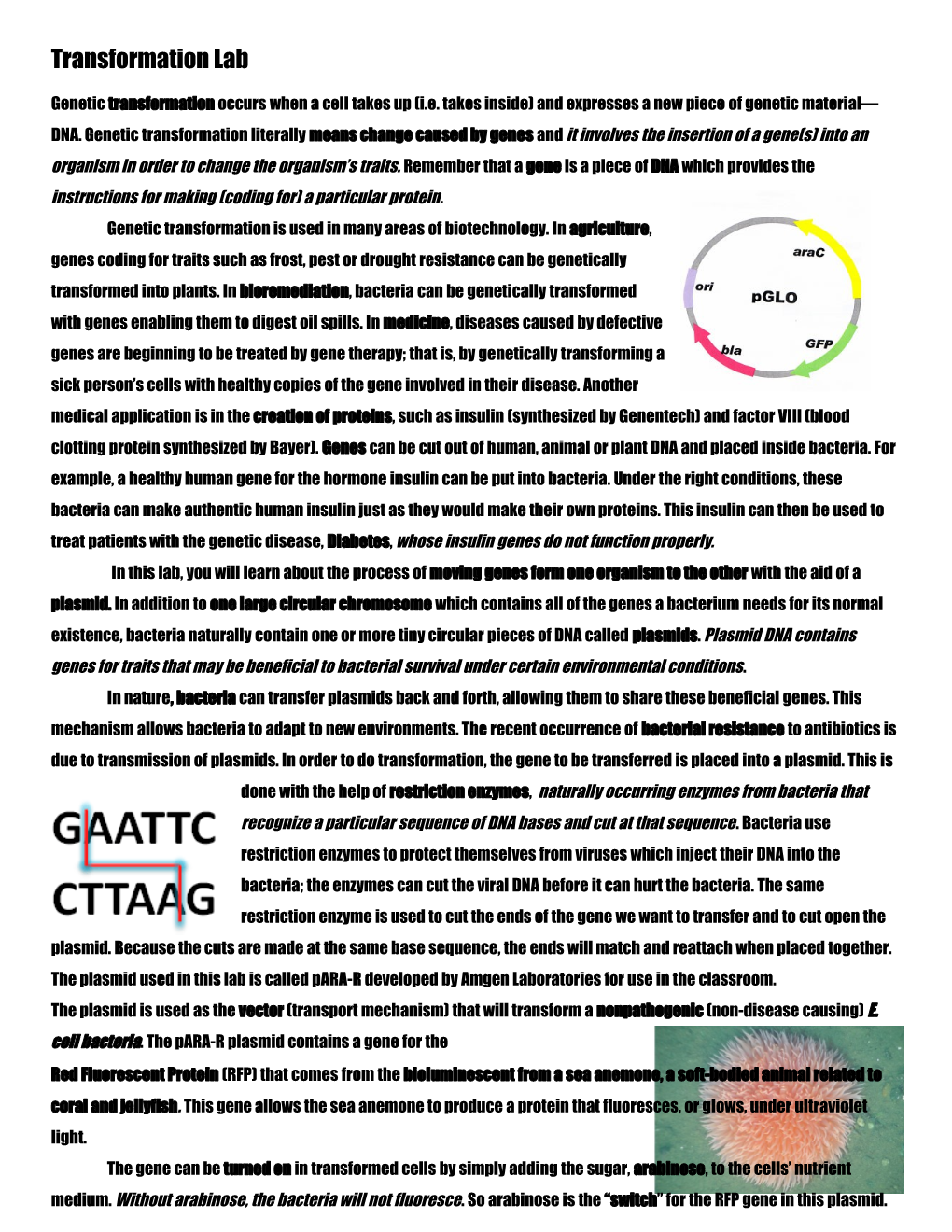Fluorescent Protein Transformation Student Background