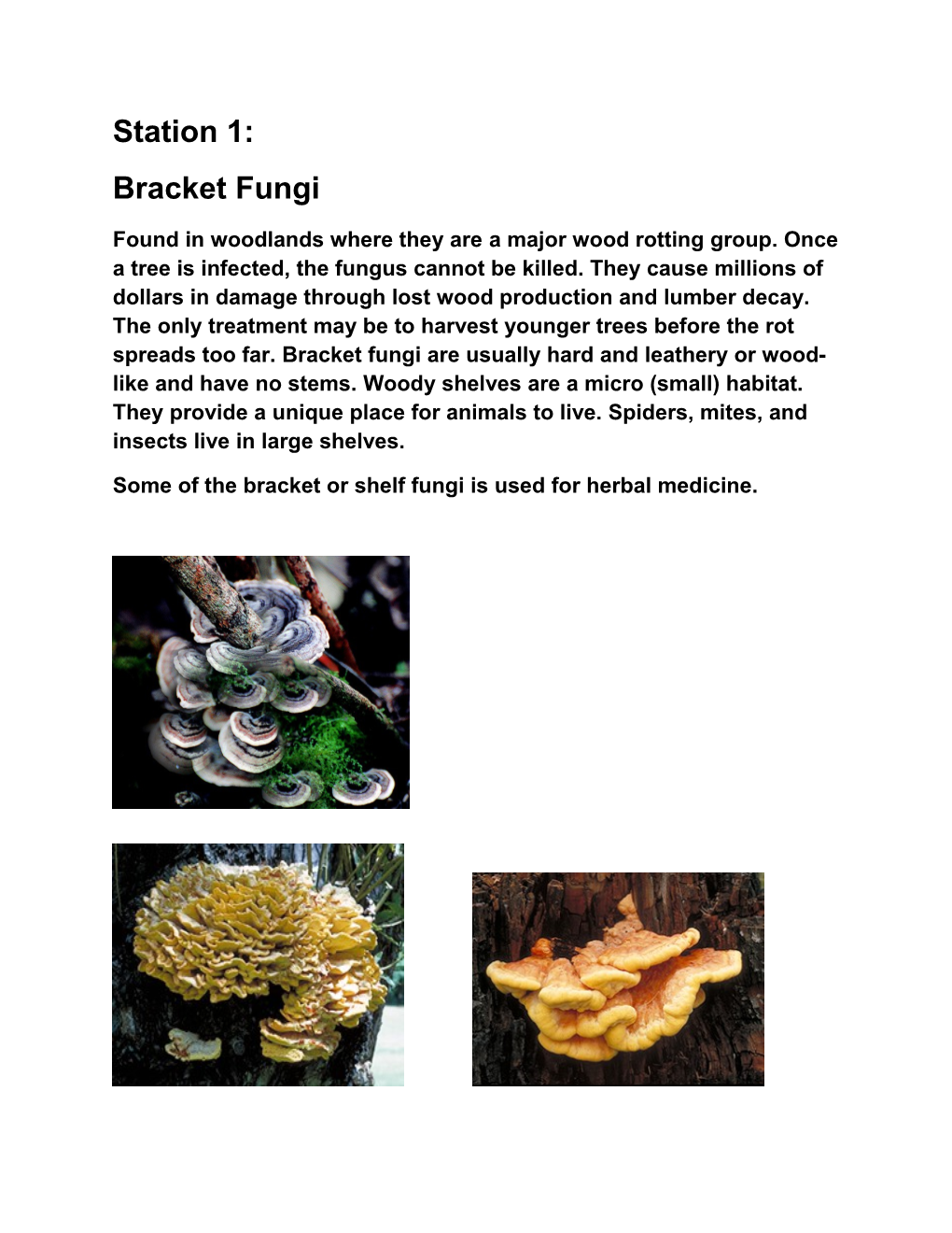 Some of the Bracket Or Shelf Fungi Is Used for Herbal Medicine