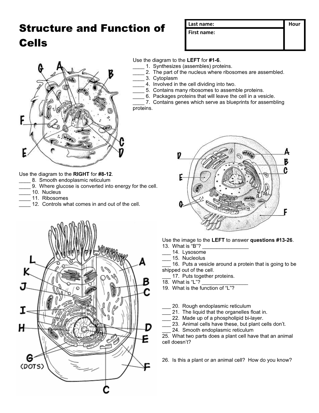 ____ 2. the Part of the Nucleus Where Ribosomes Are Assembled