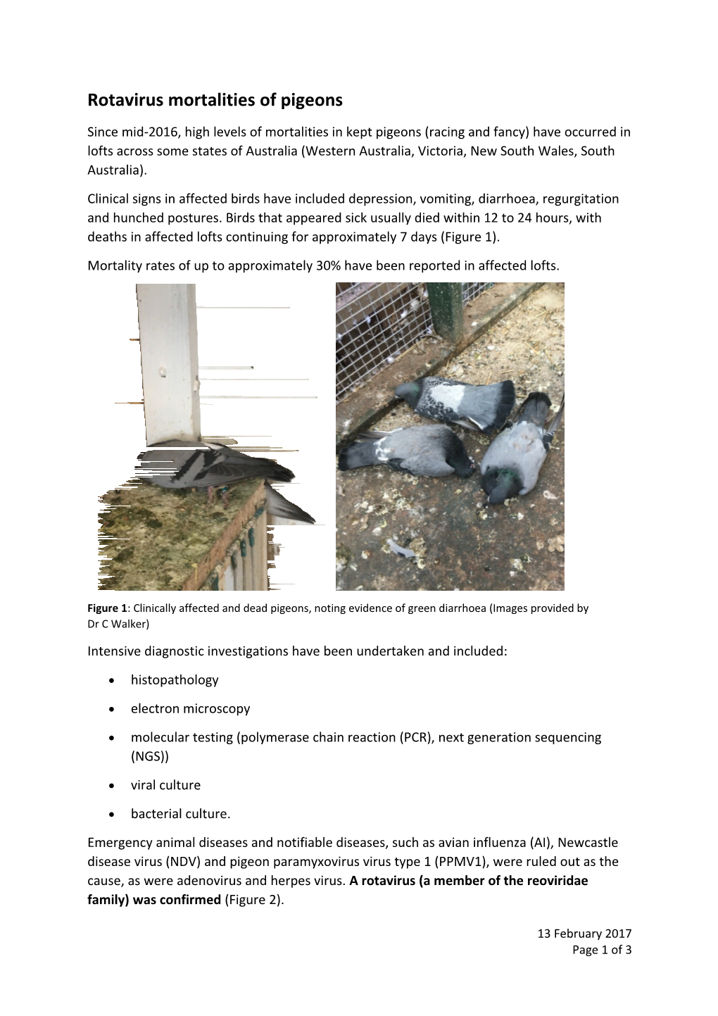 Rotavirus Mortalities of Pigeons