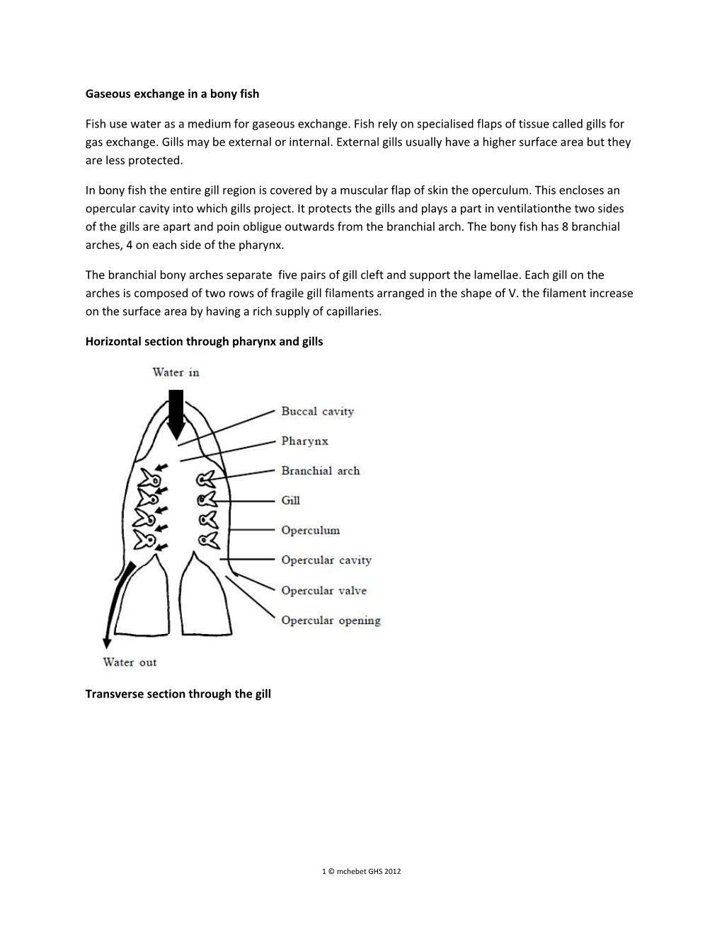 Gaseous Exchange in a Bony Fish