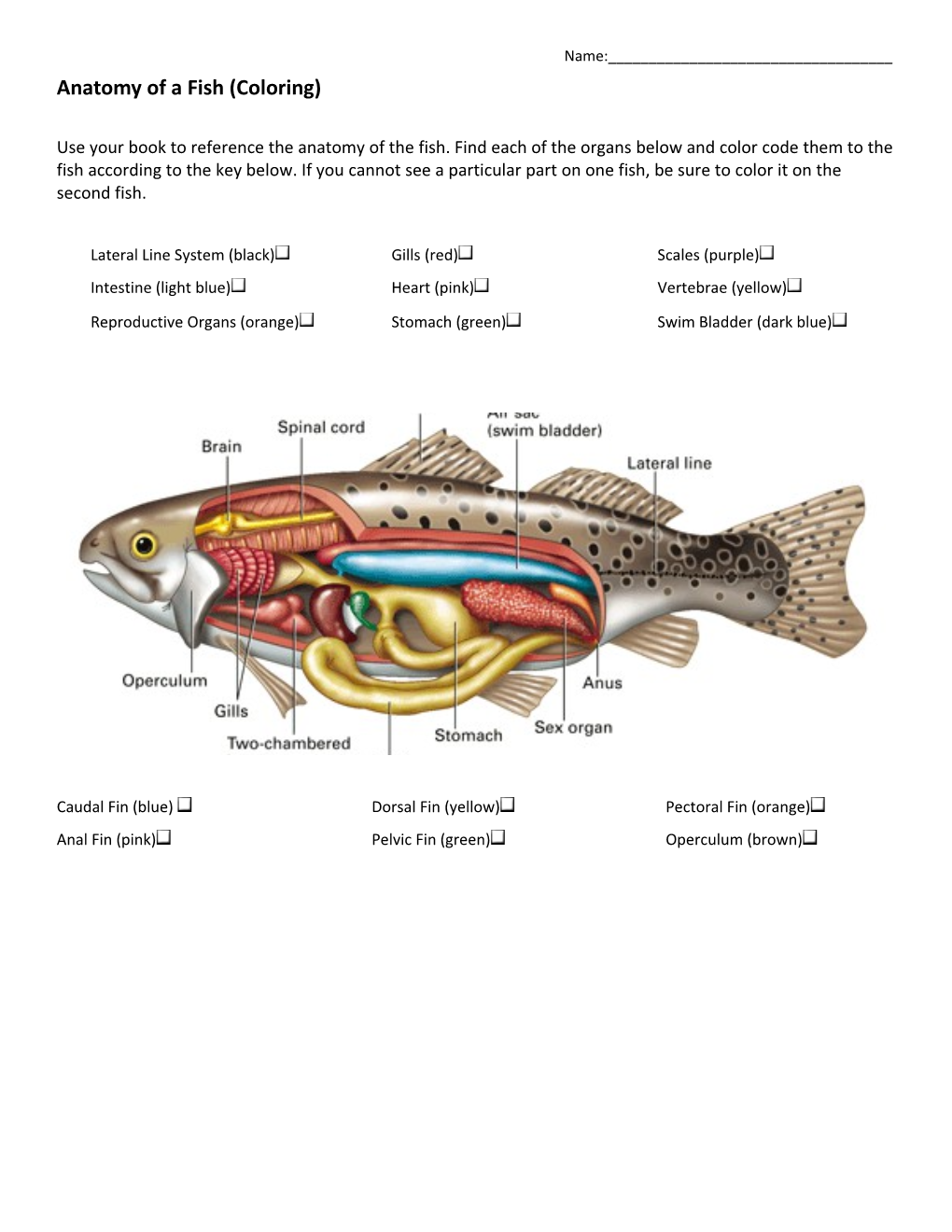 Anatomy of a Fish (Coloring)
