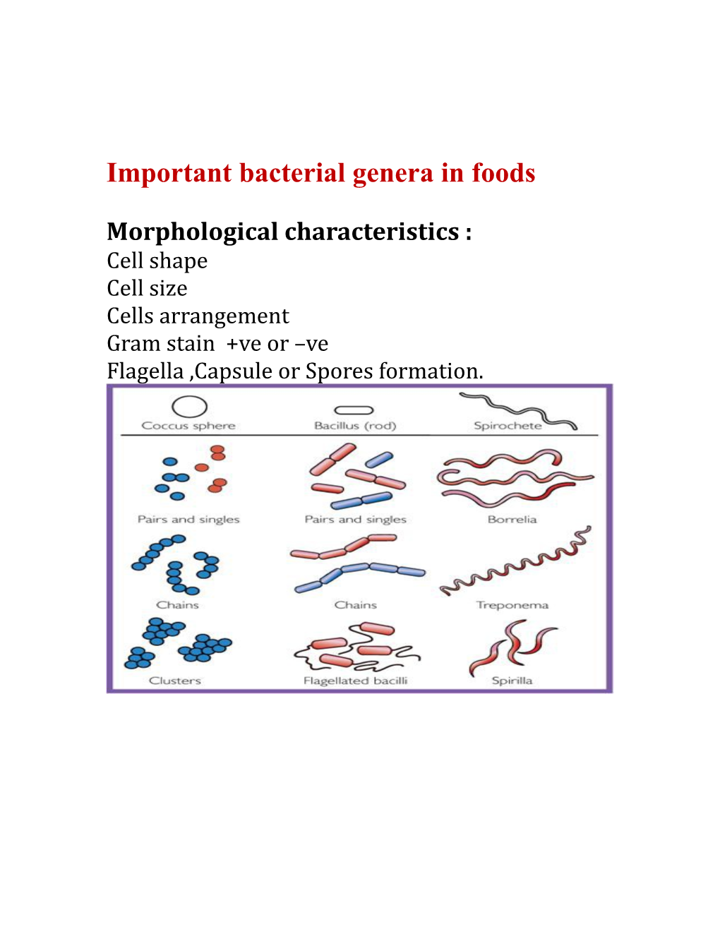 Important Bacterial Genera in Foods