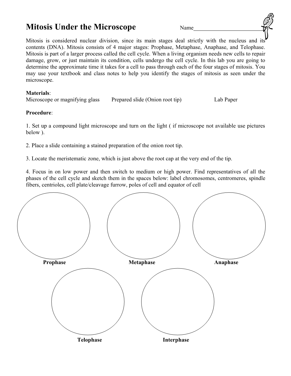 Microscope Or Magnifying Glass Prepared Slide (Onion Root Tip) Lab Paper