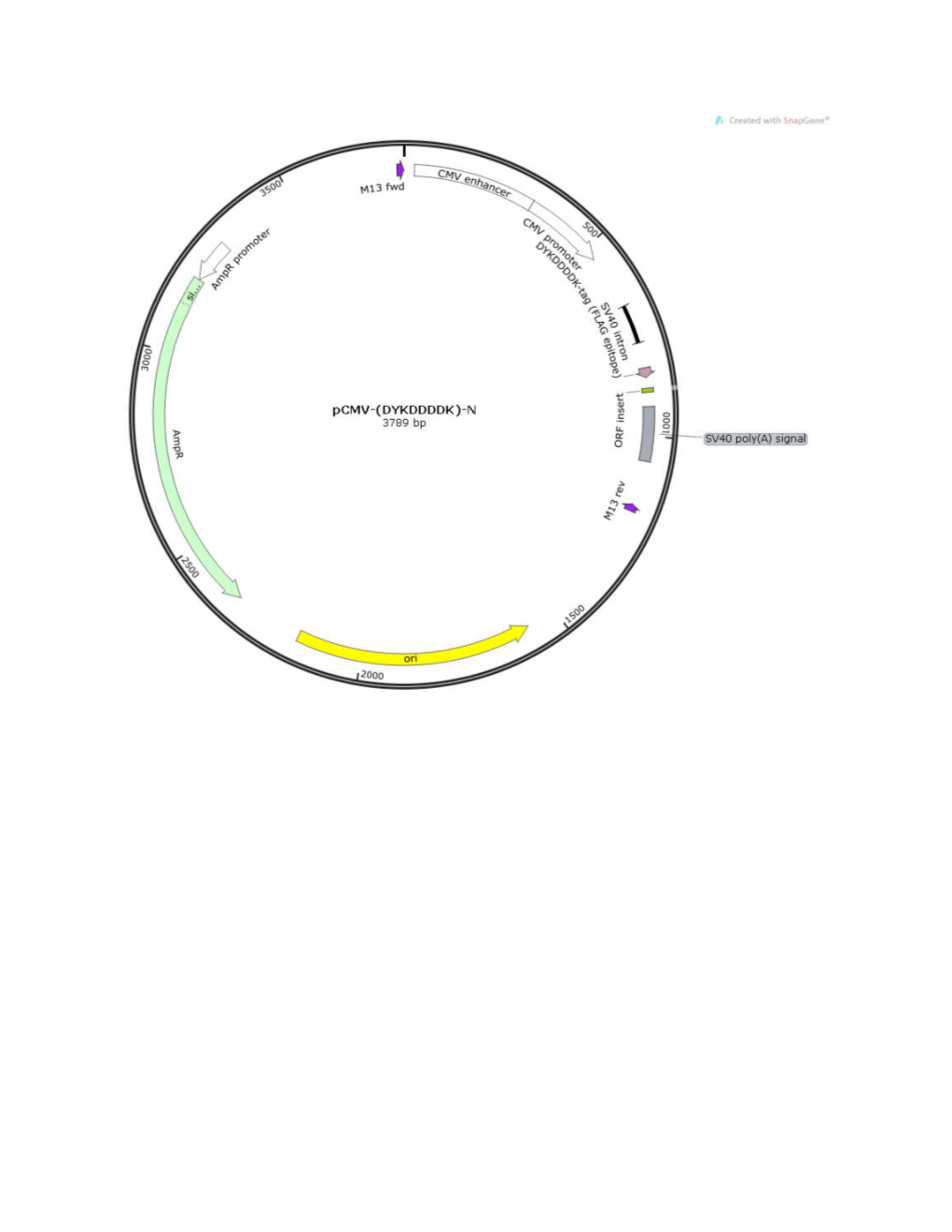 LOCUS Exported 3789 Bp Ds-DNA Circular SYN 12-JUN-2014