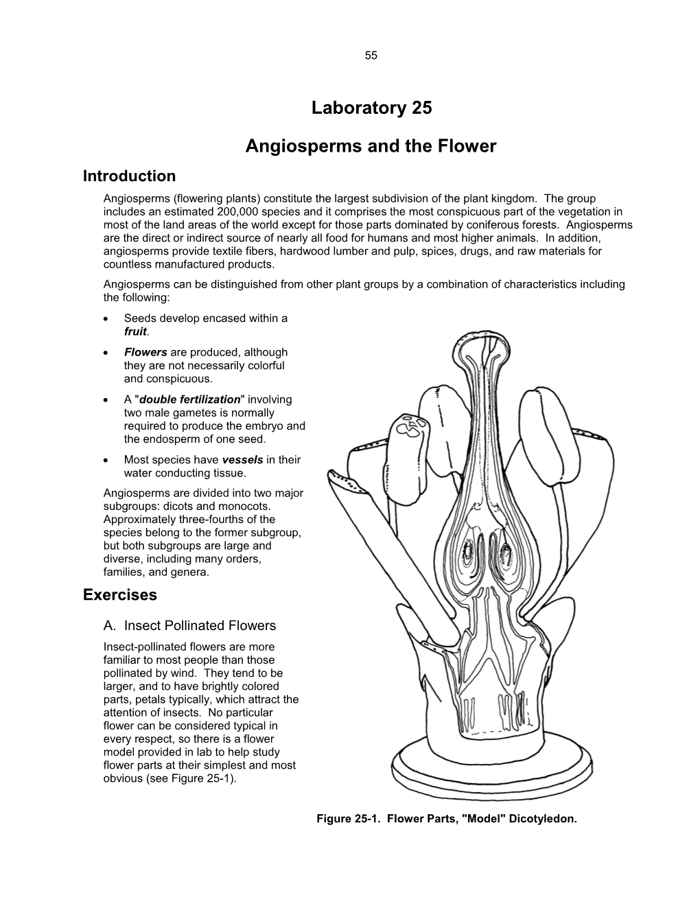 Angiosperms and the Flower