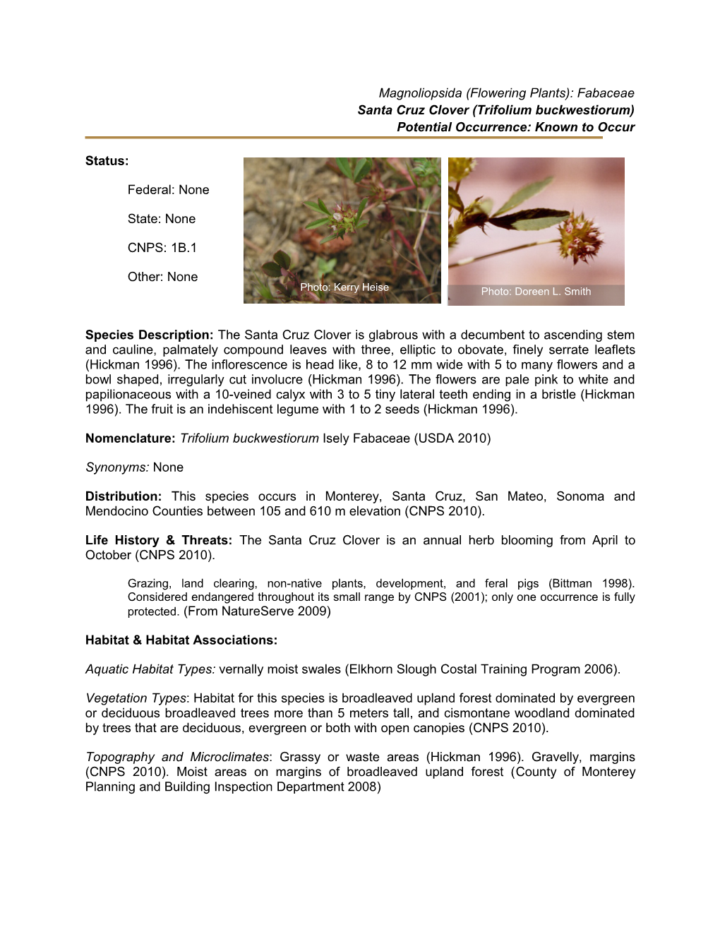 Santa Cruz Clover (Trifolium Buckwestiorum)