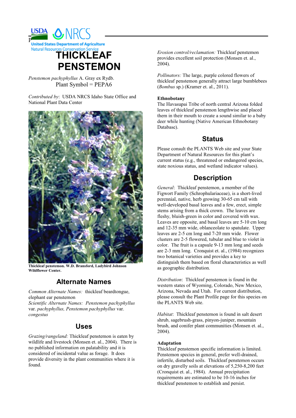 Plant Guide for Thickleaf Penstemon (Penstemon Pachyphyllus)