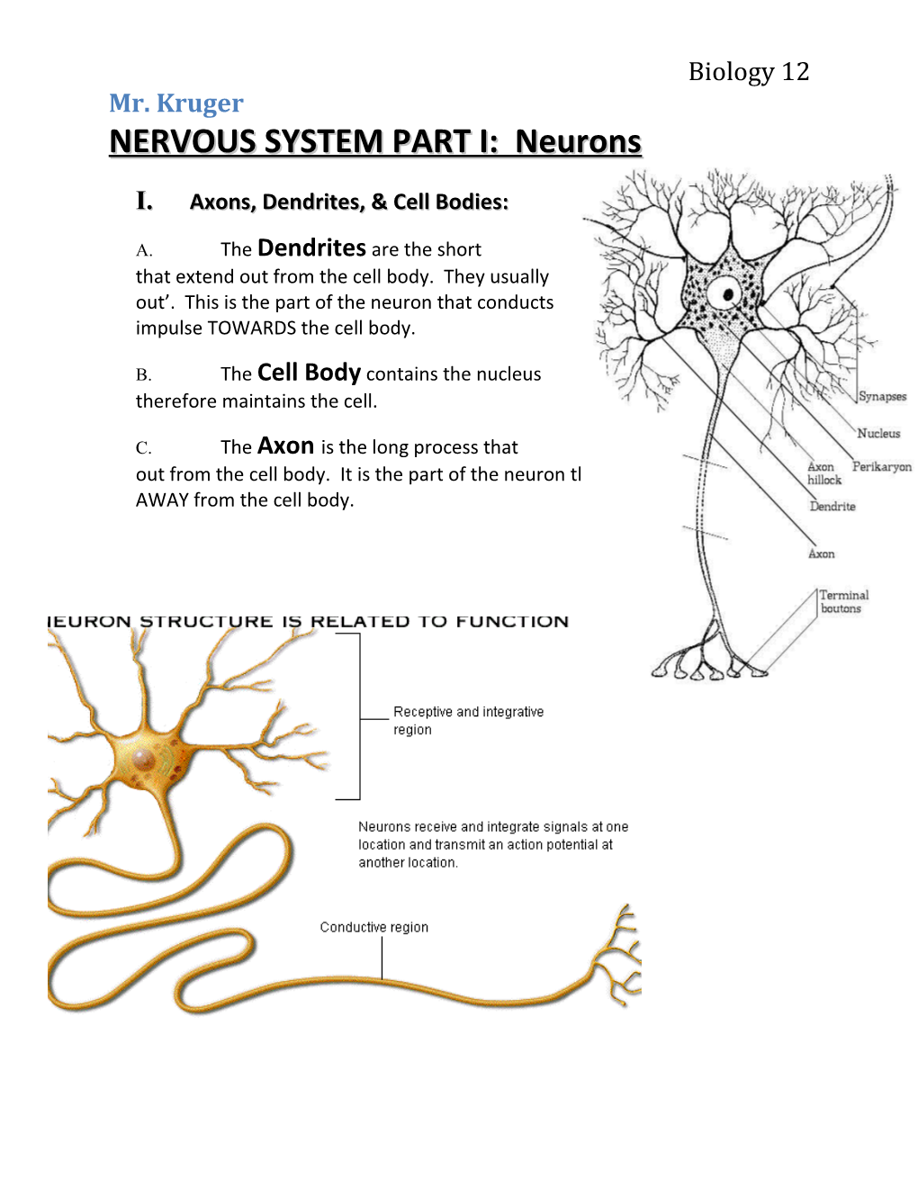 NERVOUS SYSTEM PART I: Neurons
