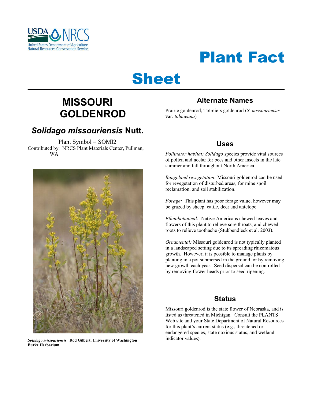 Plant Fact Sheet for Missouri Goldenrod Solidago Missouriensis