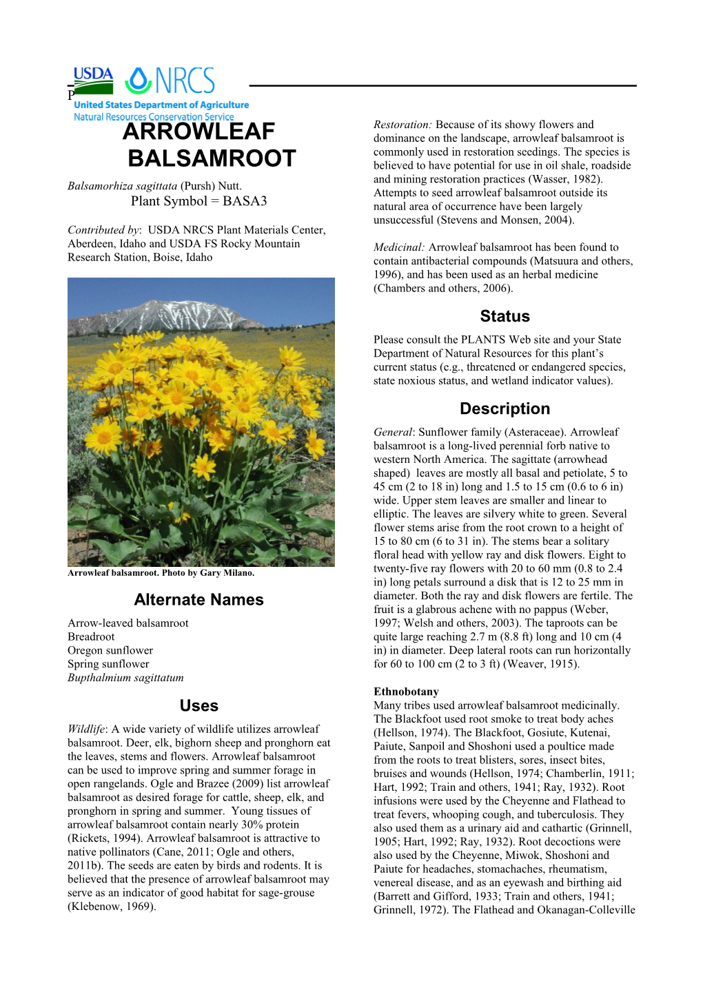 Plant Guide for Arrowleaf Balsamroot (Balsamorhiza Sagittata)
