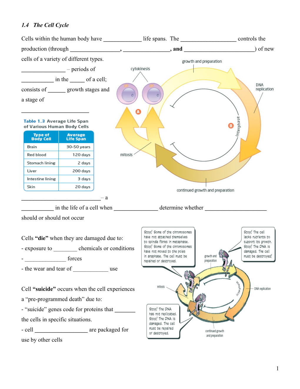 1.4 the Cell Cycle