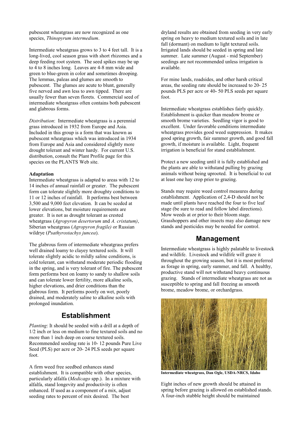 Plant Guide for Intermediate Wheatgrass (Thinopyrum Intermedium) s1