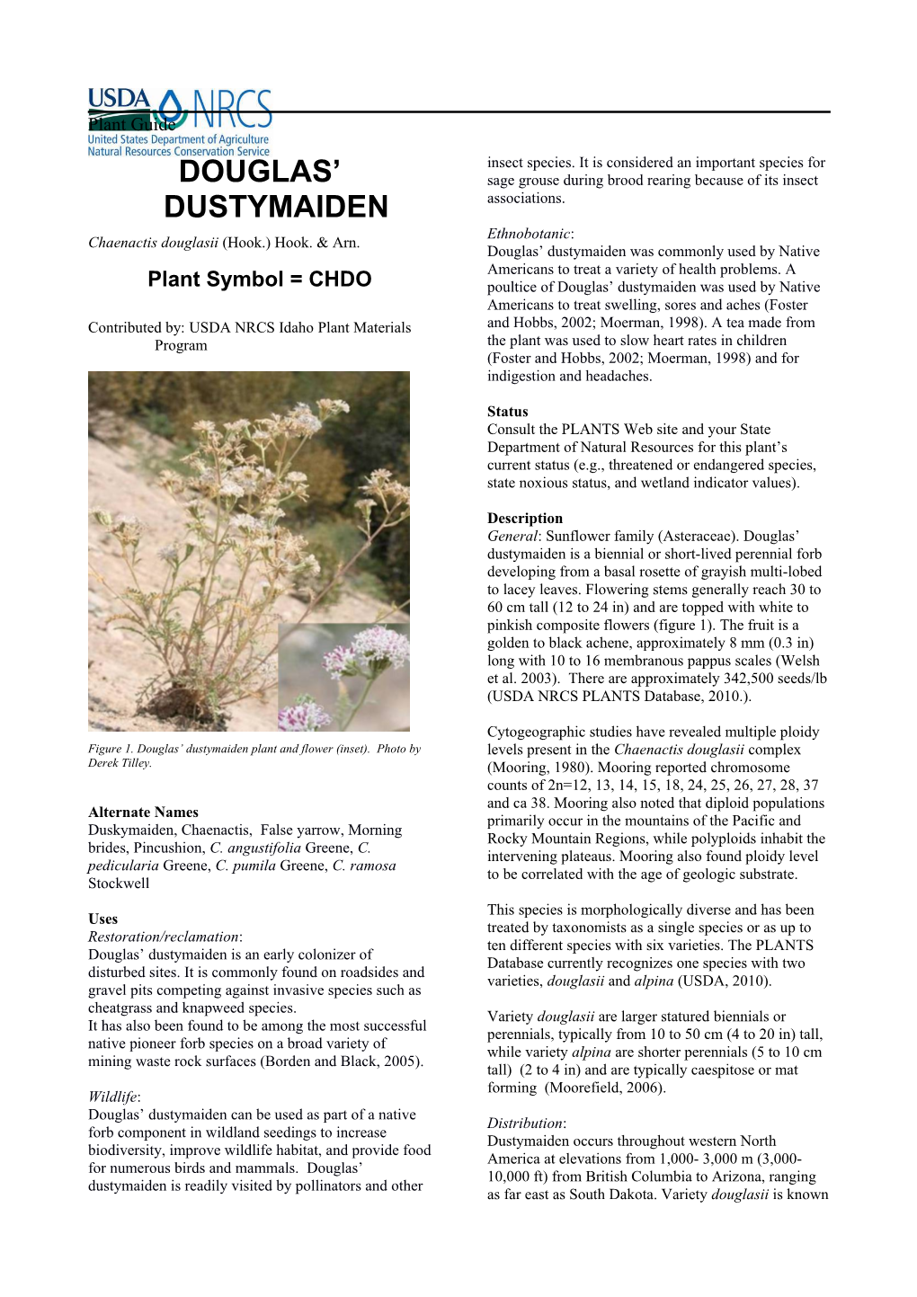 Douglas' Dustymaiden (Chaenactis Douglasii) Plant Guide