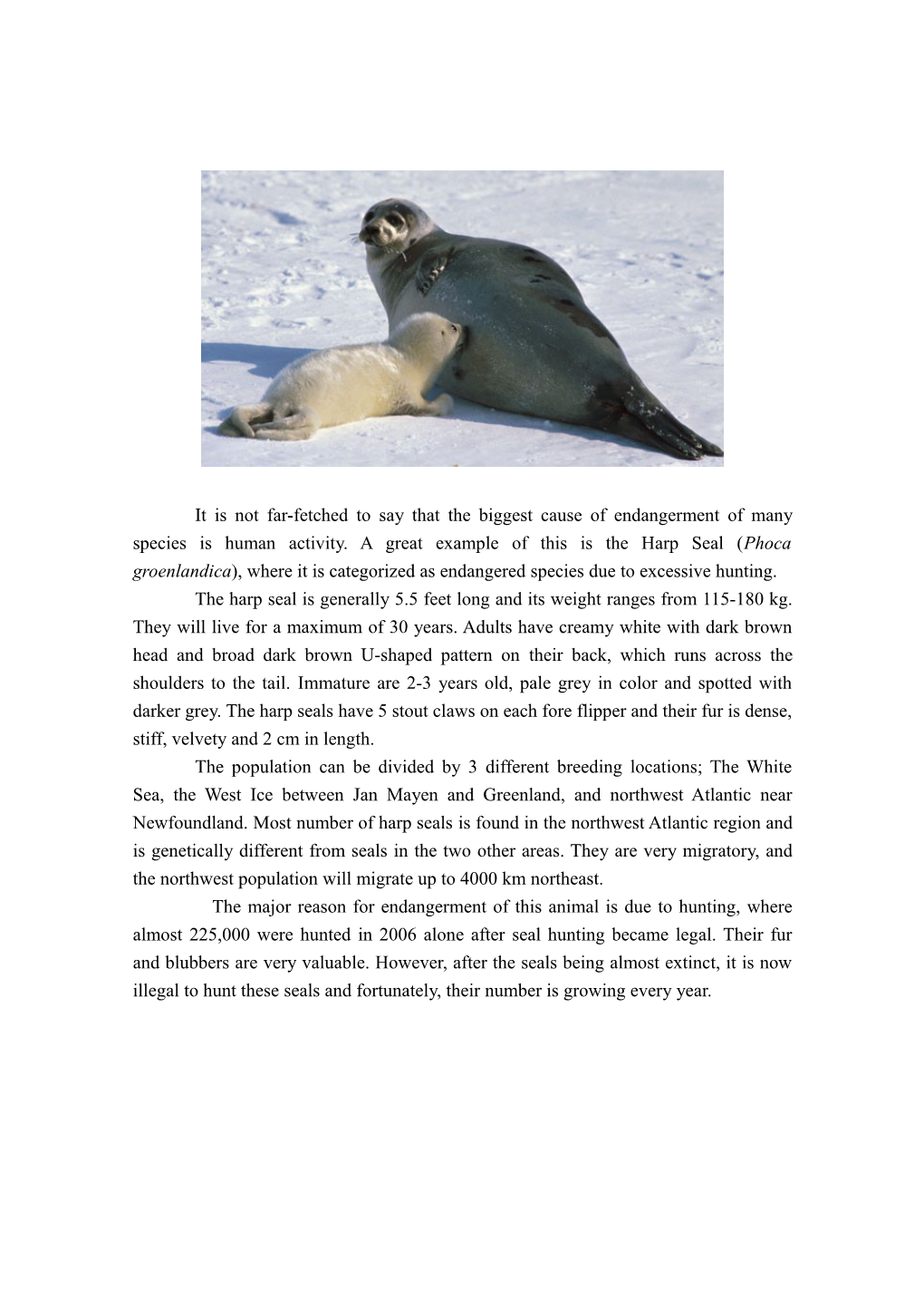 Assignment #1: Harp Seals