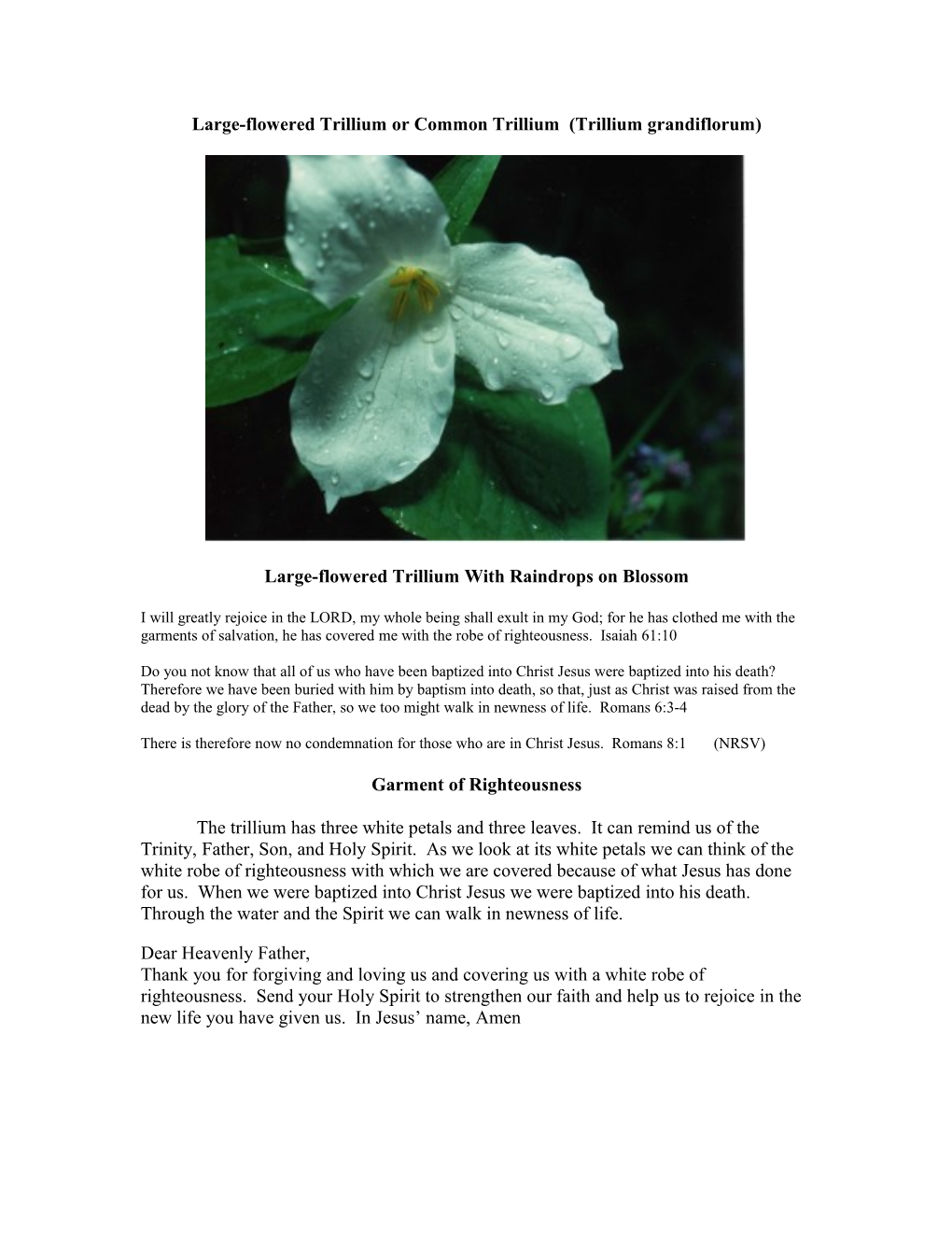 Large-Flowered Trillium Or Common Trillium (Trillium Grandiflorum)