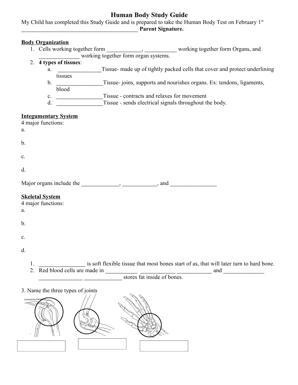 Human Body Study Guide