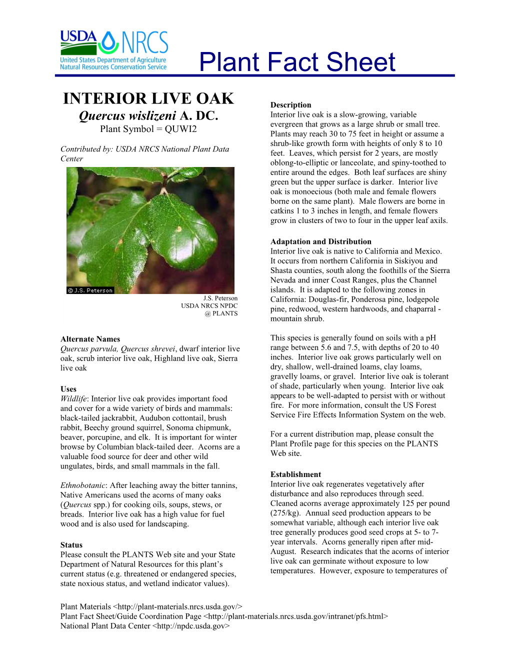 Interior Live Oak s1
