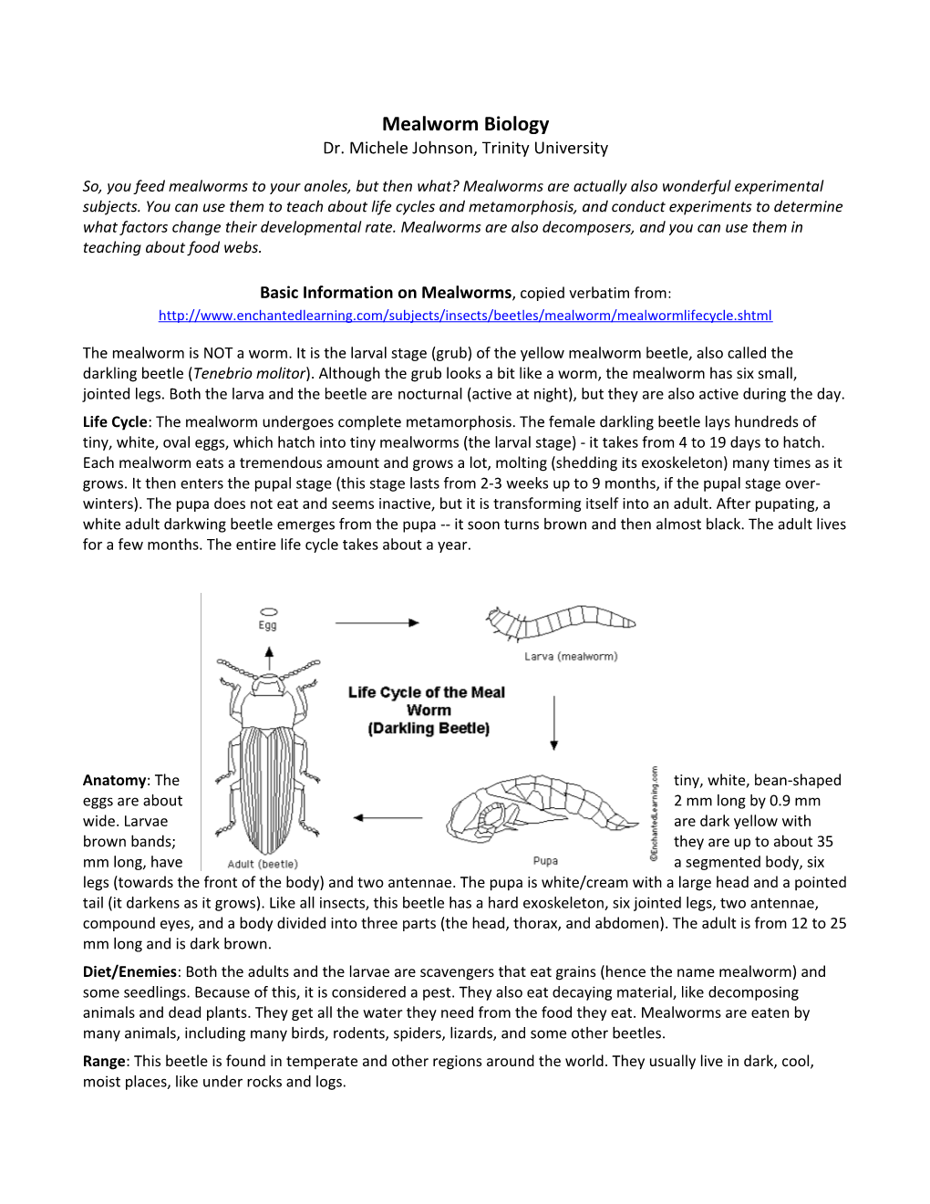 Mealworm Biology