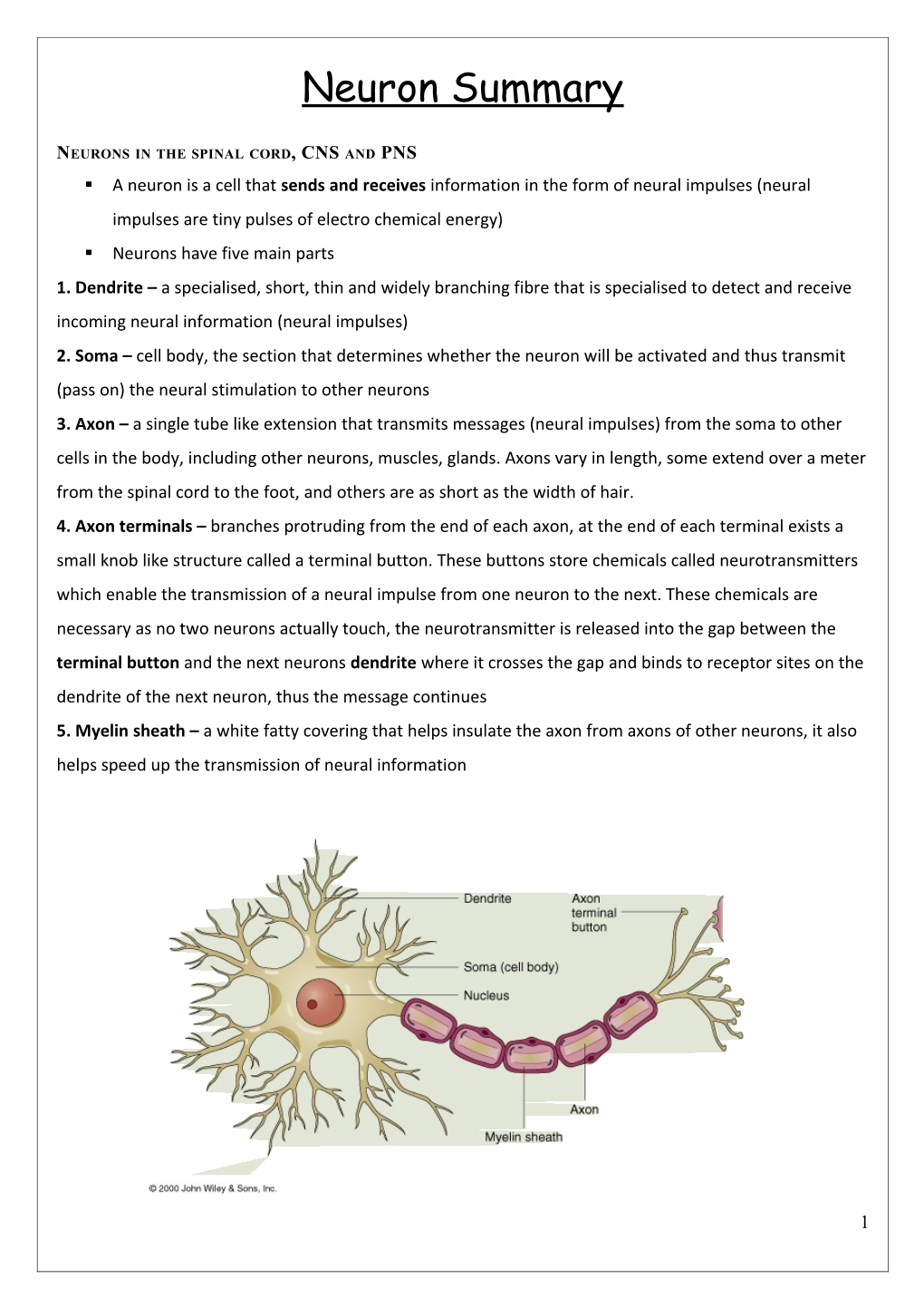 Neurons in the Spinal Cord, CNS and PNS