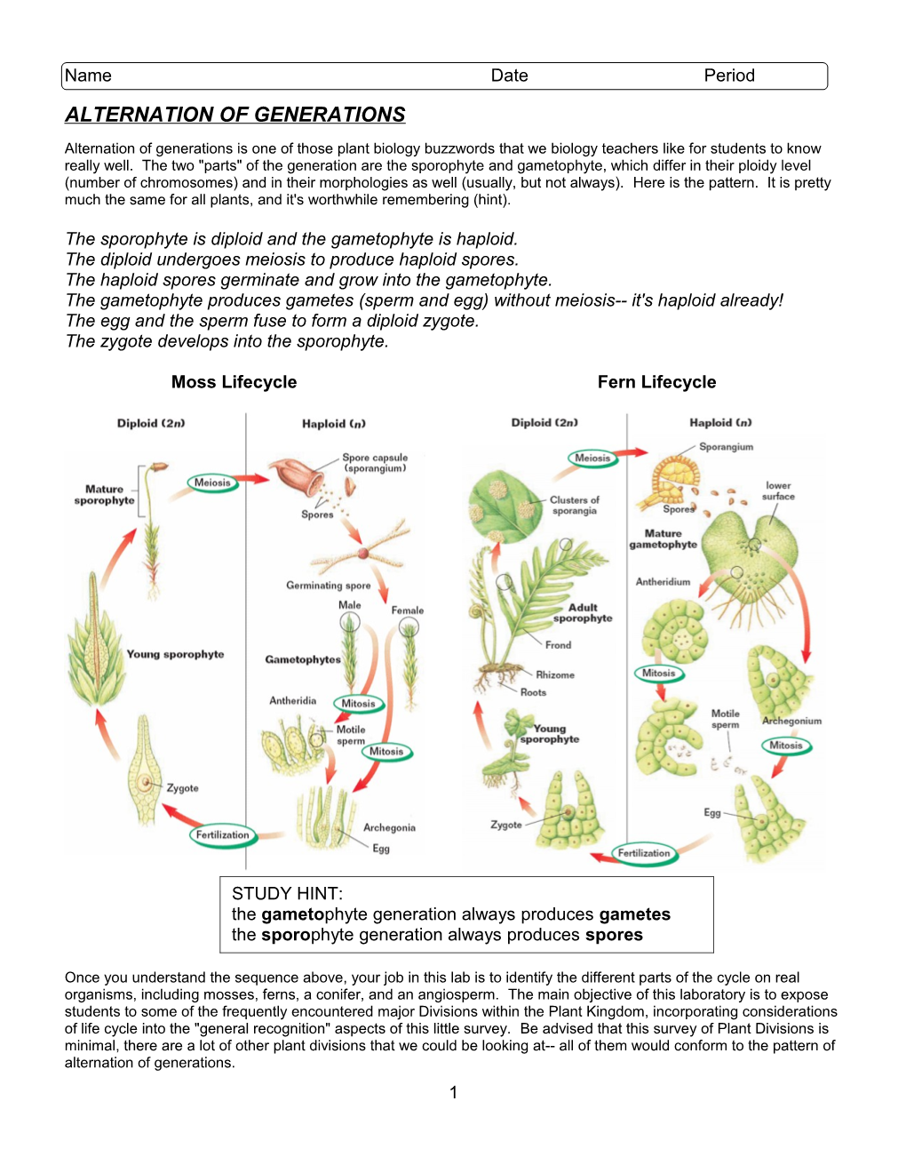 Nonvascular Plants: No Water-Conducting Cells (Xylem)