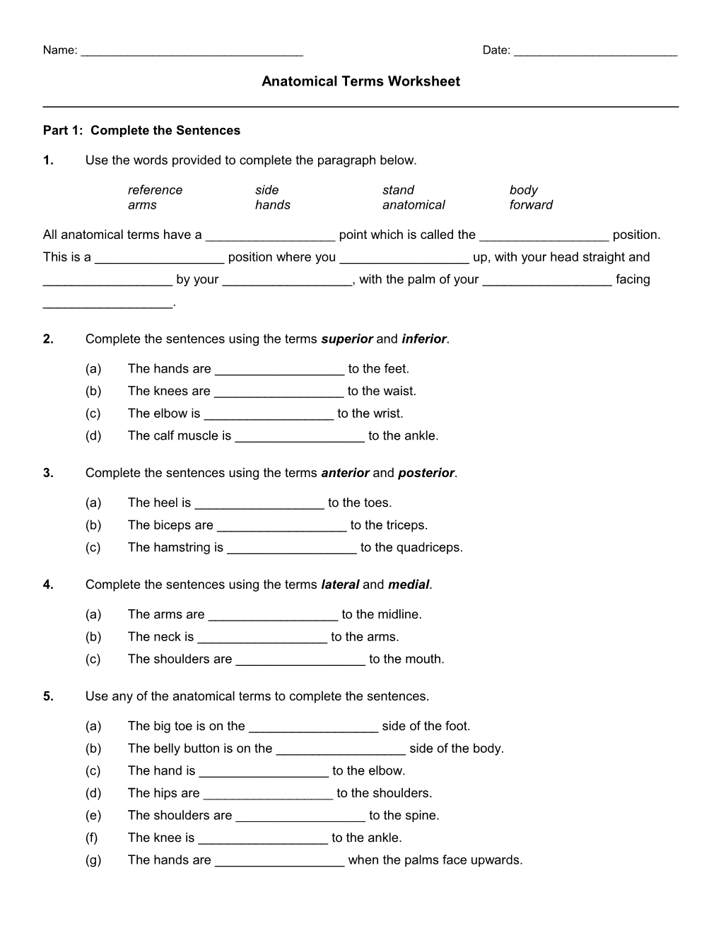 Anatomical Terms Worksheet