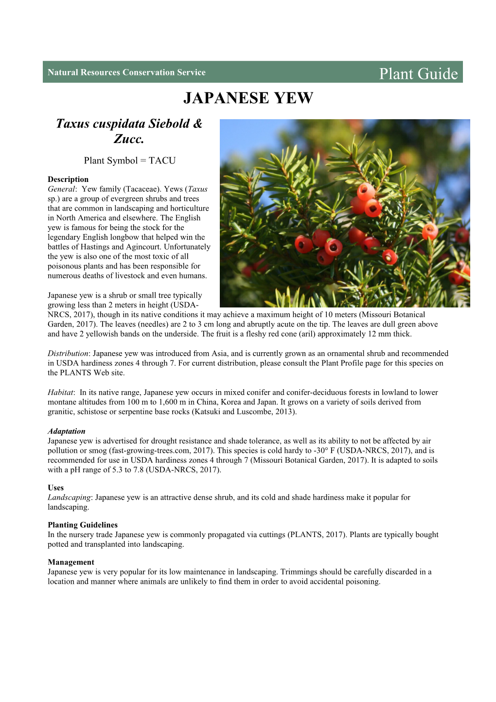 Plant Guide for Japanese Yew (Taxus Cuspidata)
