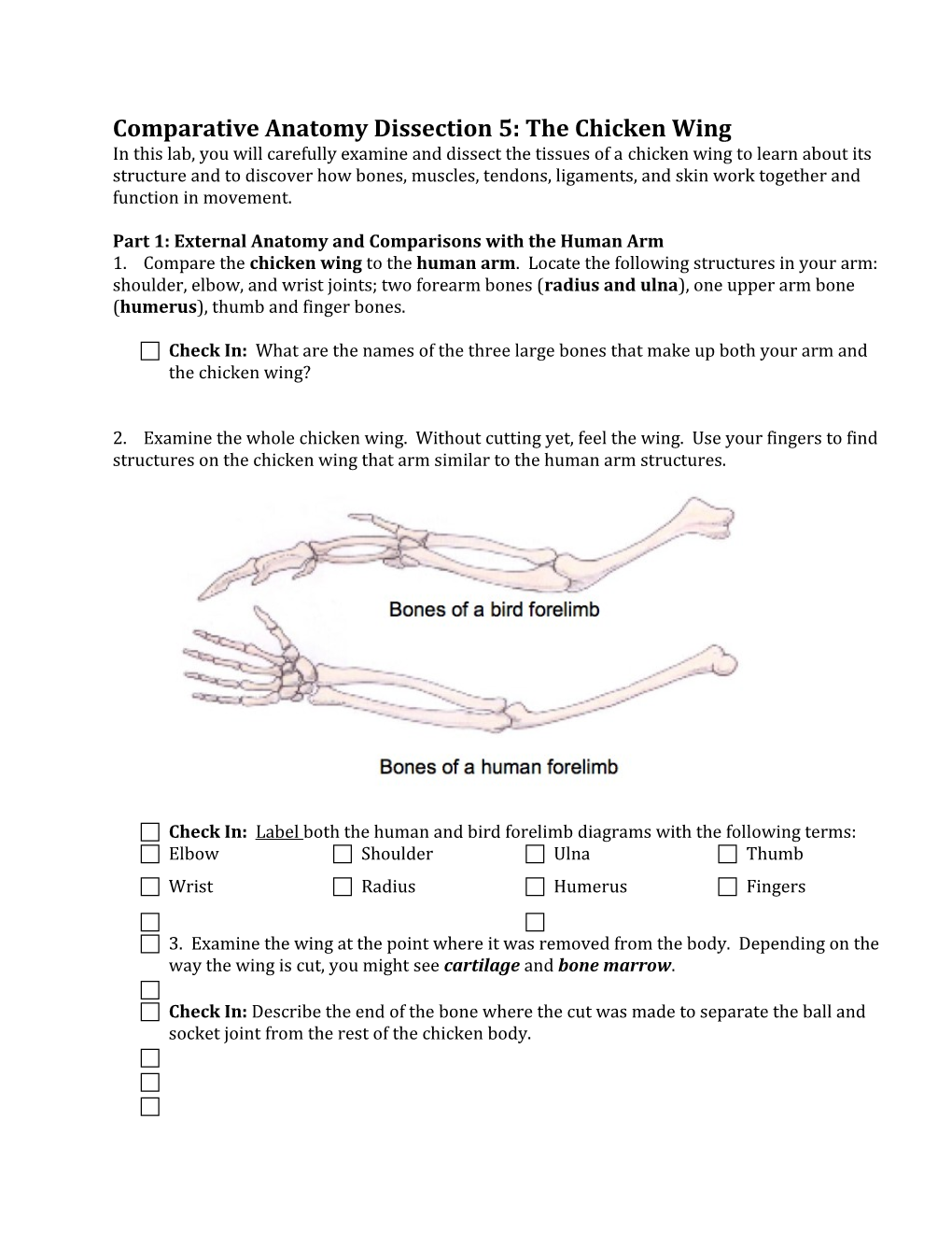 Comparative Anatomy Dissection 5: the Chicken Wing