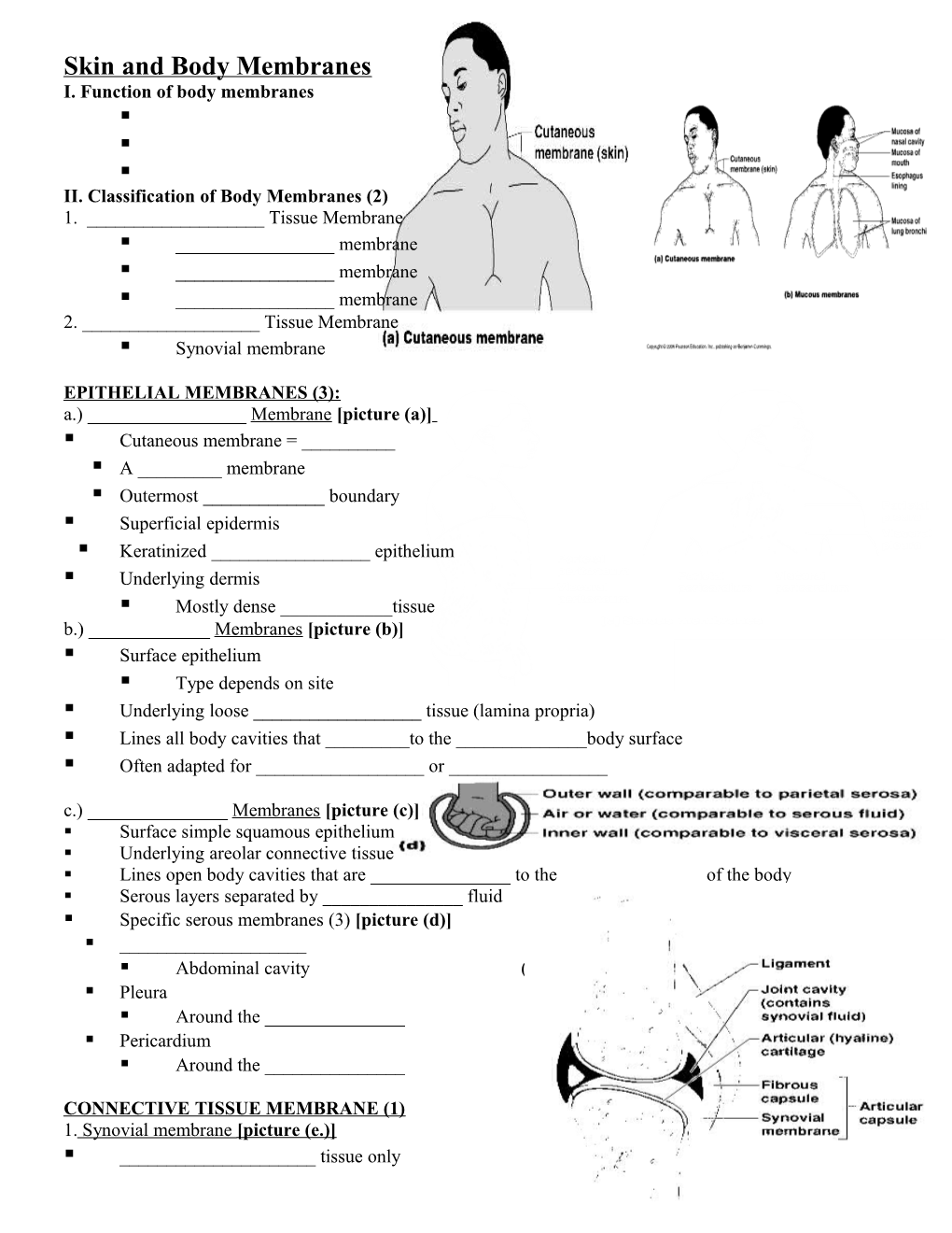 Skin and Body Membranes