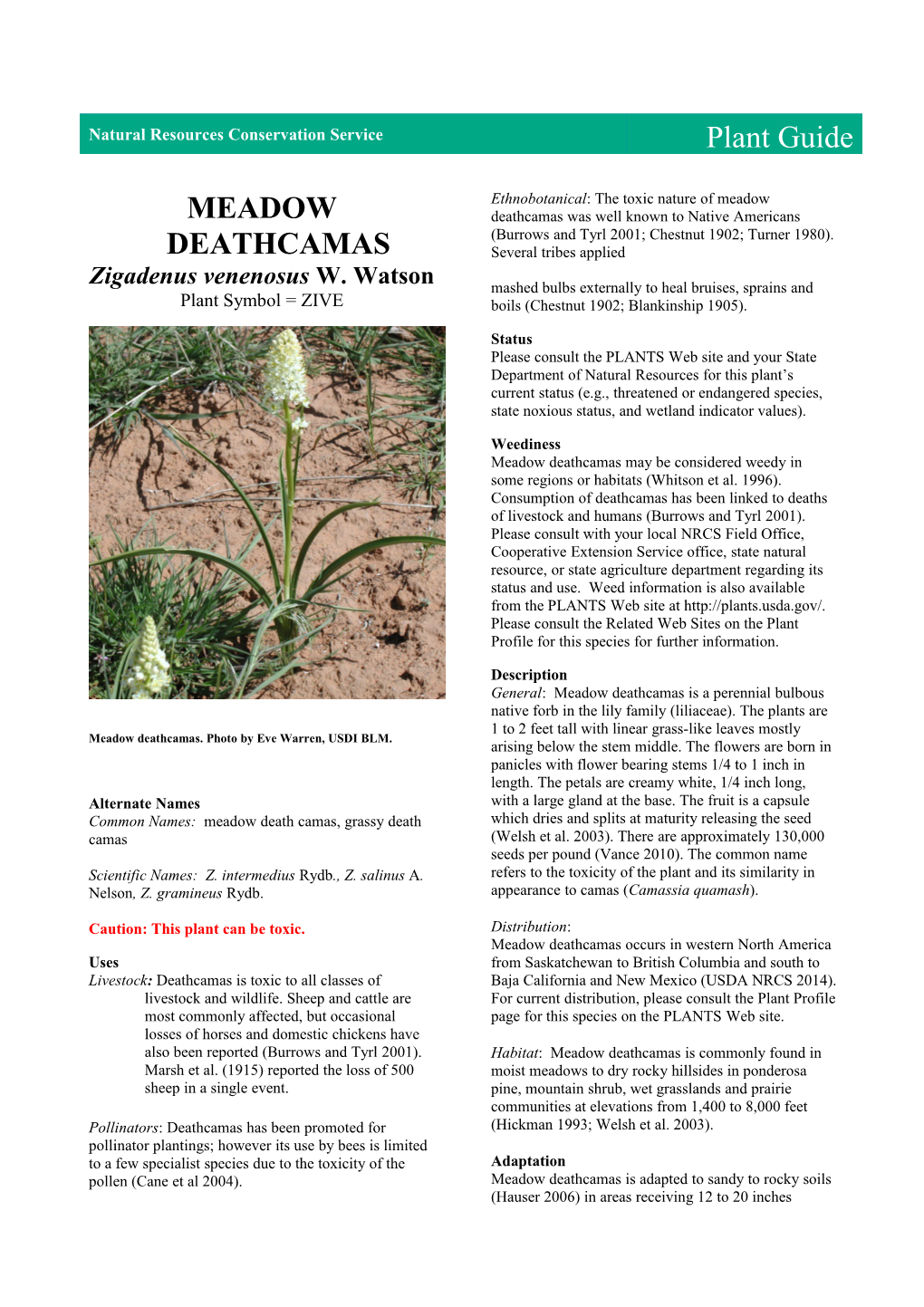 Plant Guide for Meadow Deathcamas (Zigadenus Venenosus)