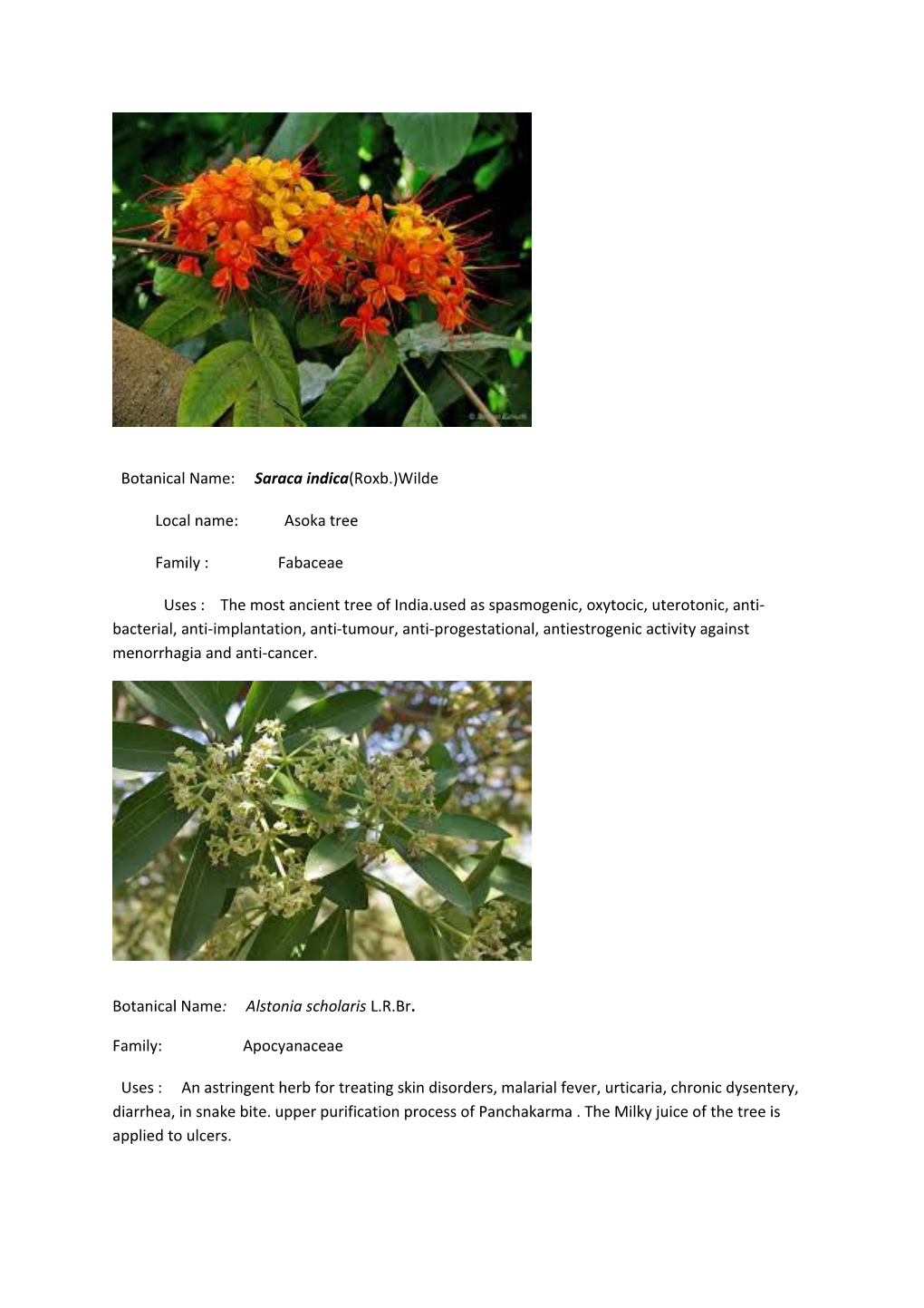 Botanical Name: Saraca Indica(Roxb.)Wilde