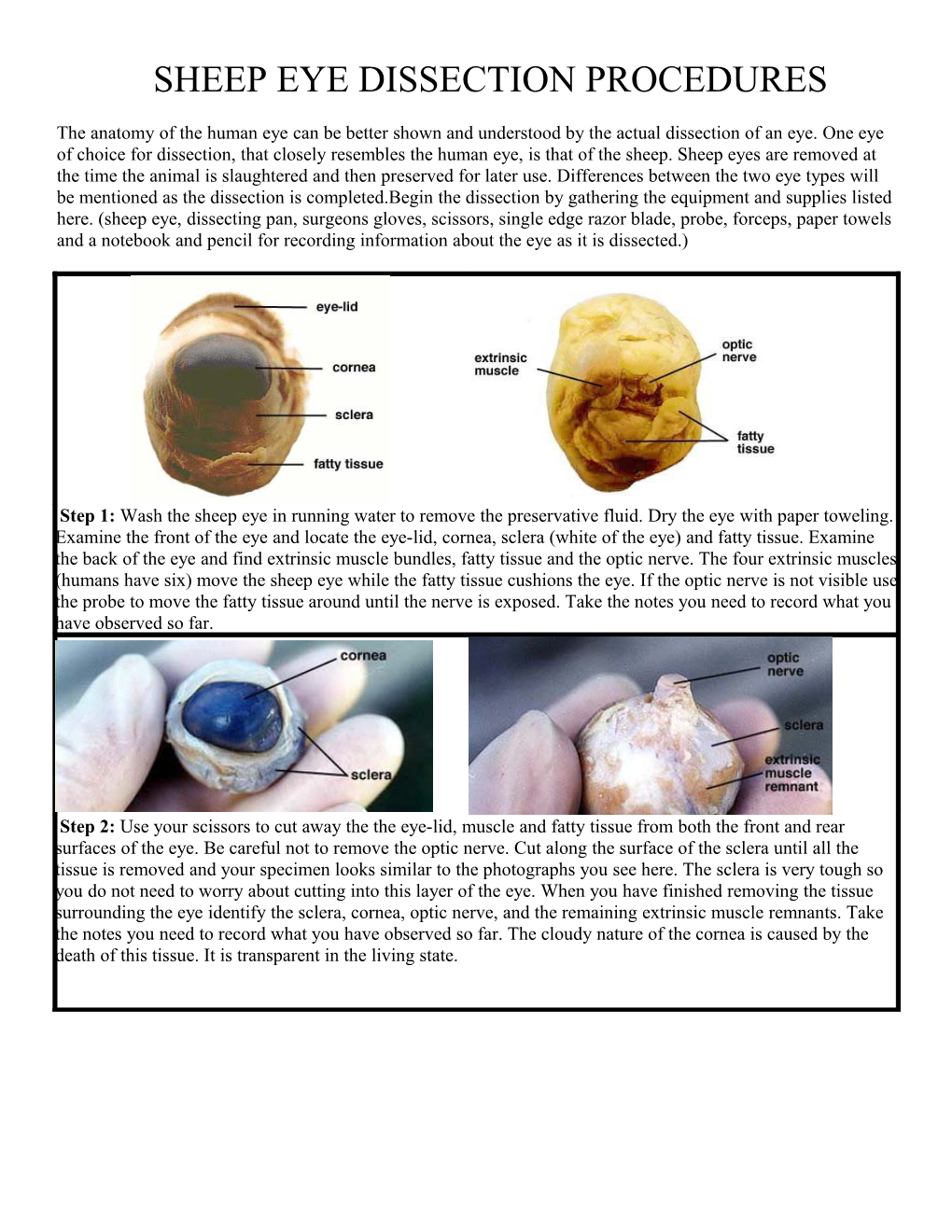 Sheep Eye Dissection Procedures