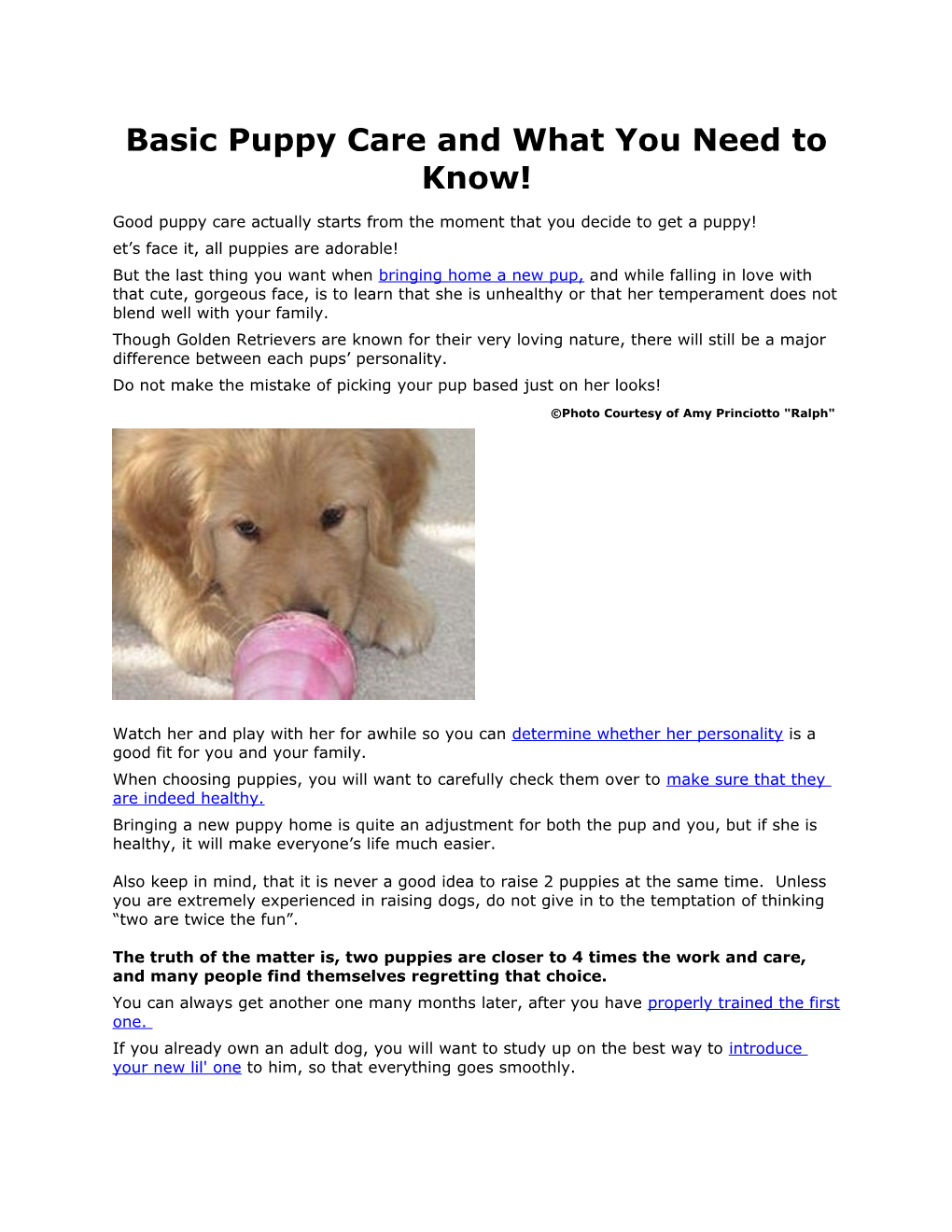 Basic Puppy Care and What You Need to Know!