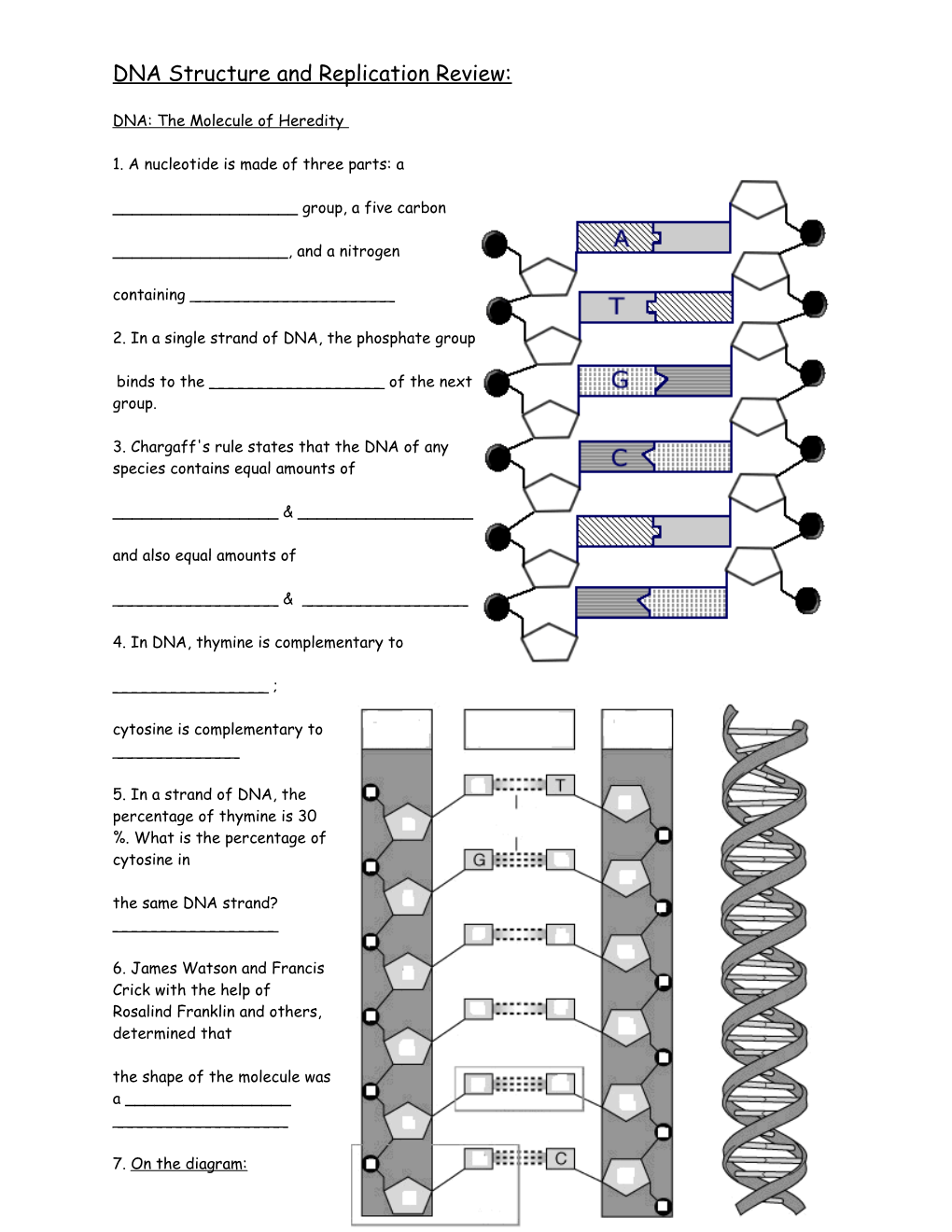 DNA Structure and Replication Review