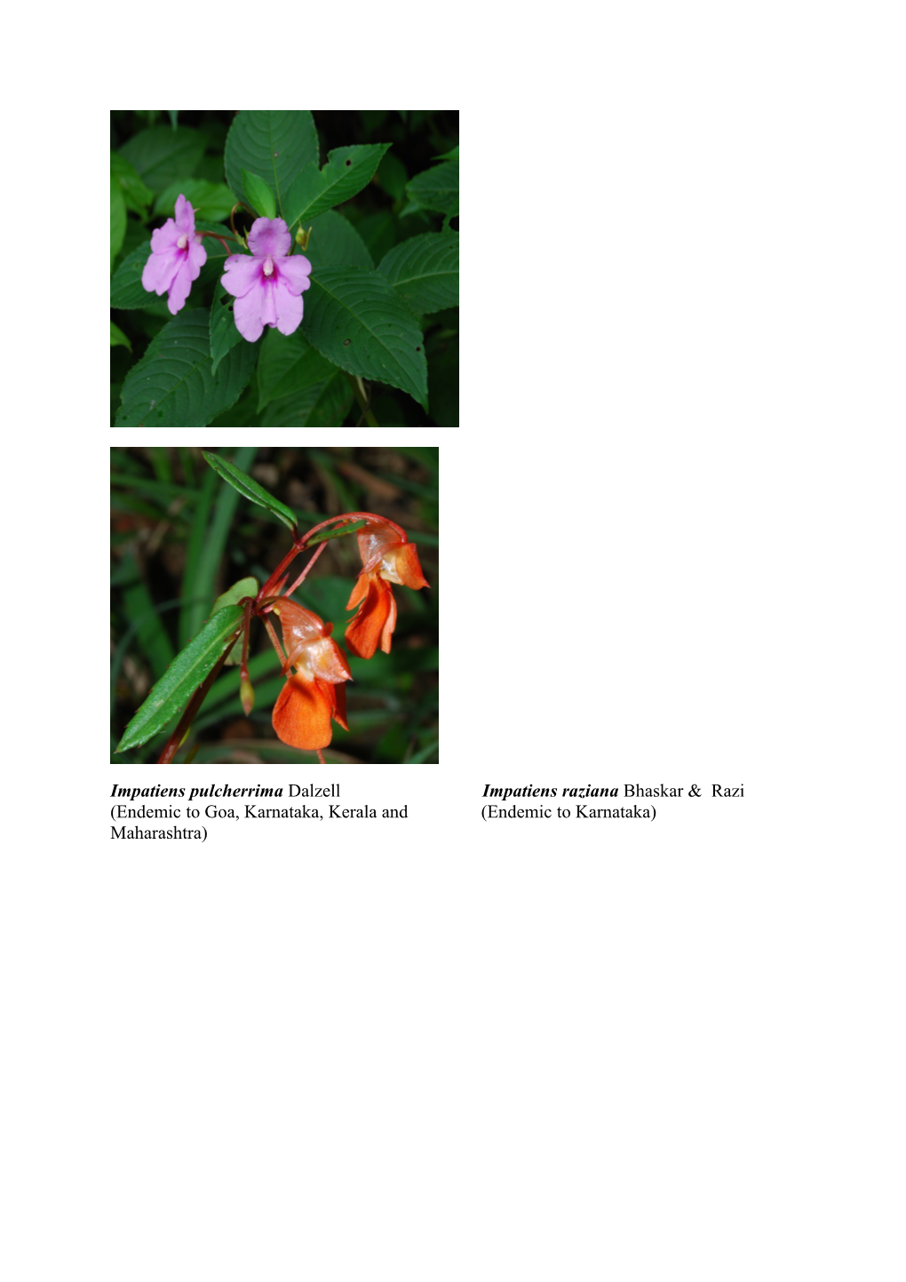 Endemic Impatiens (Balsaminaceae) of Western Ghats