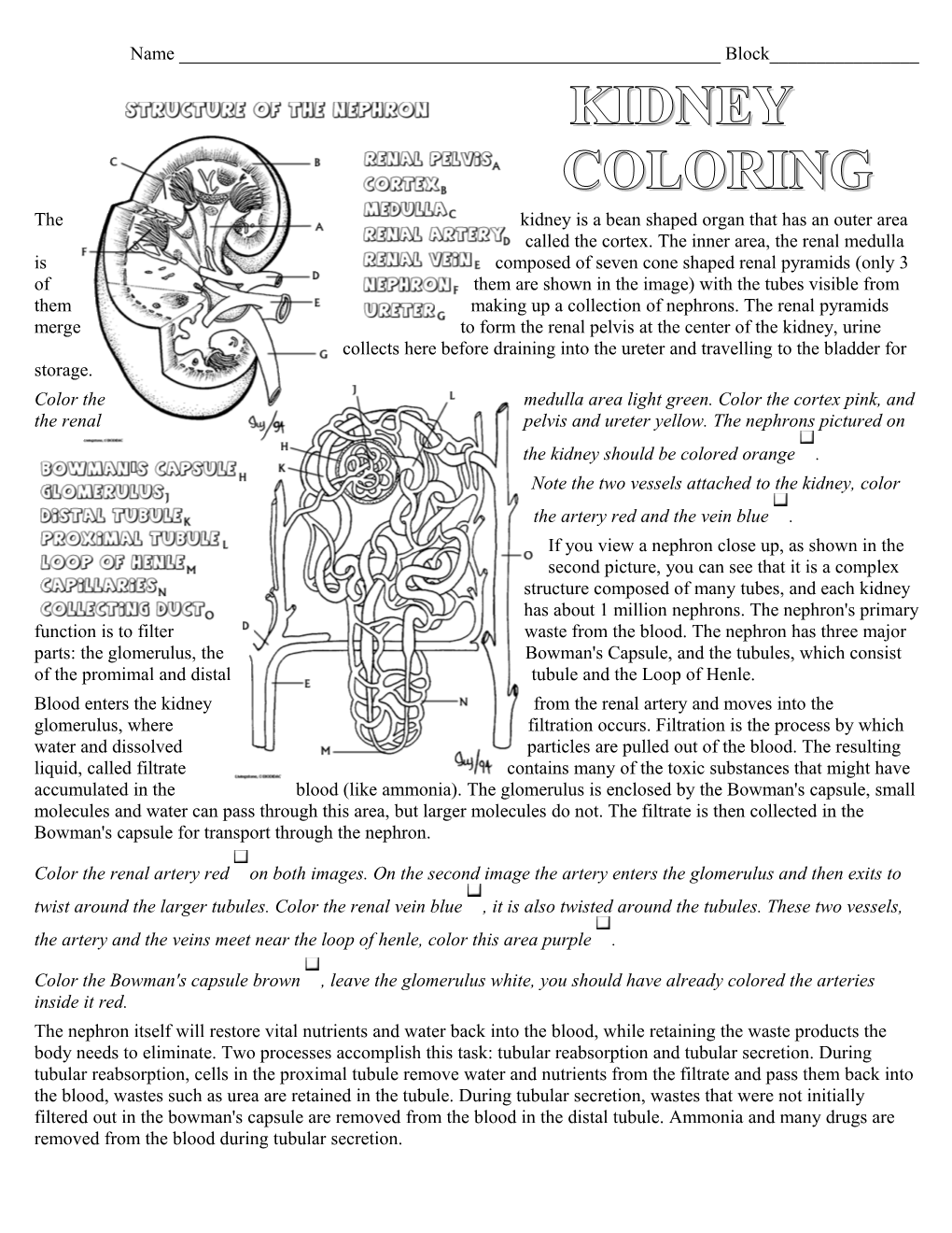 Kidney Coloring