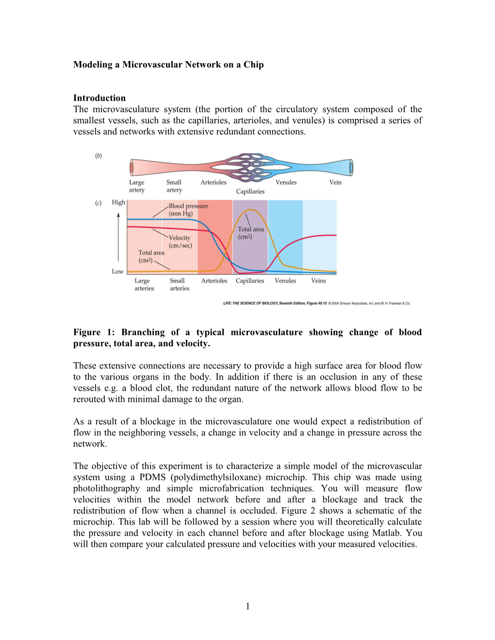 Modeling a Microvascular Network on a Chip