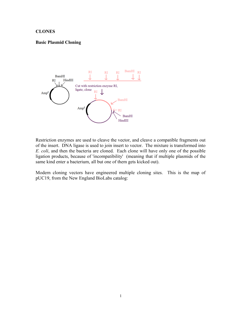 EXPRESSION CLONES for E