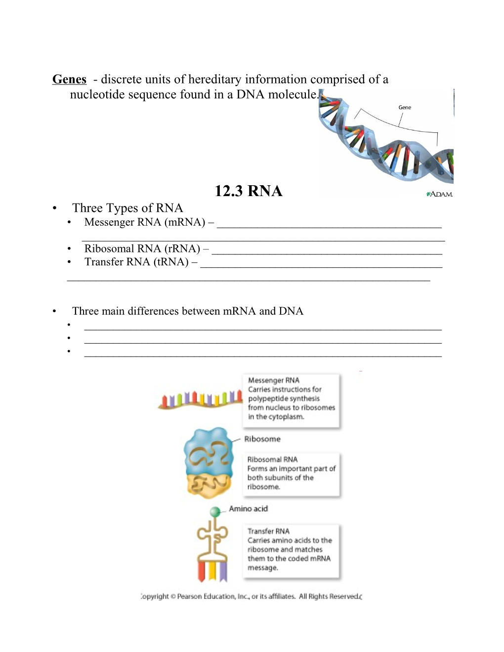 Chapter 12: DNA & RNA