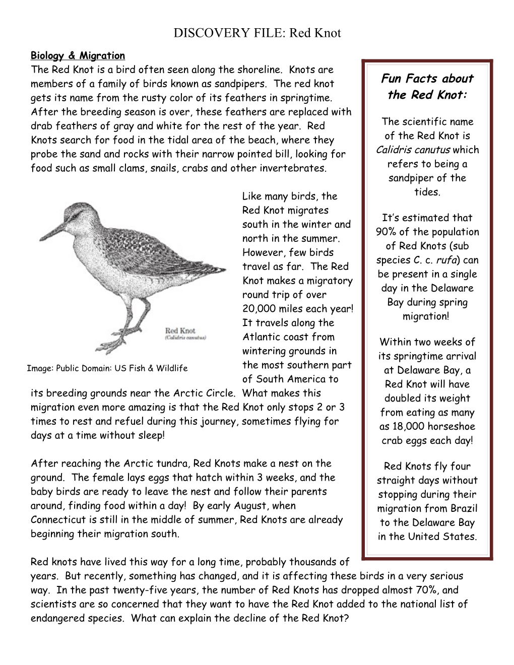 DISCOVERY FILE: Red Knot