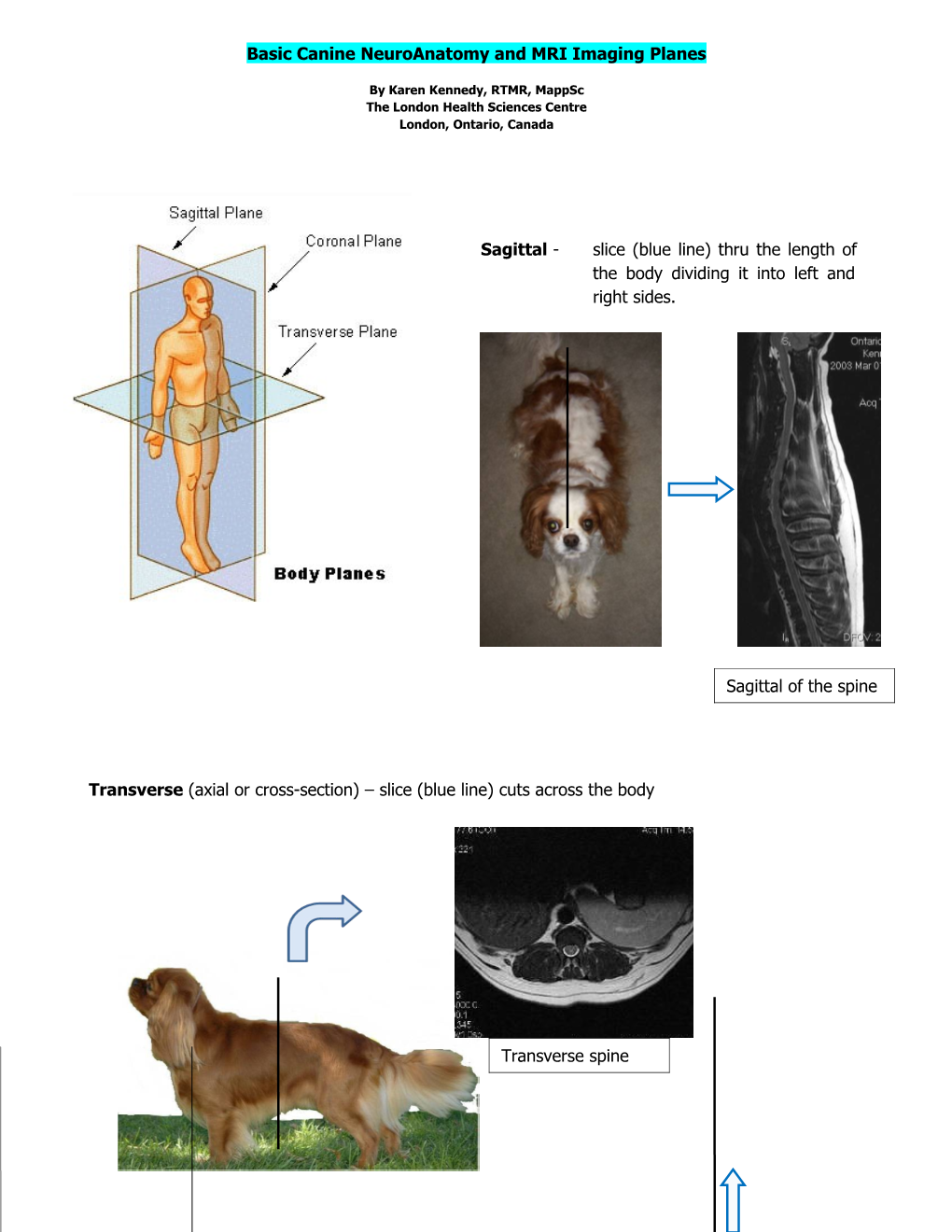 Basic Canine Neuroanatomy and MRI