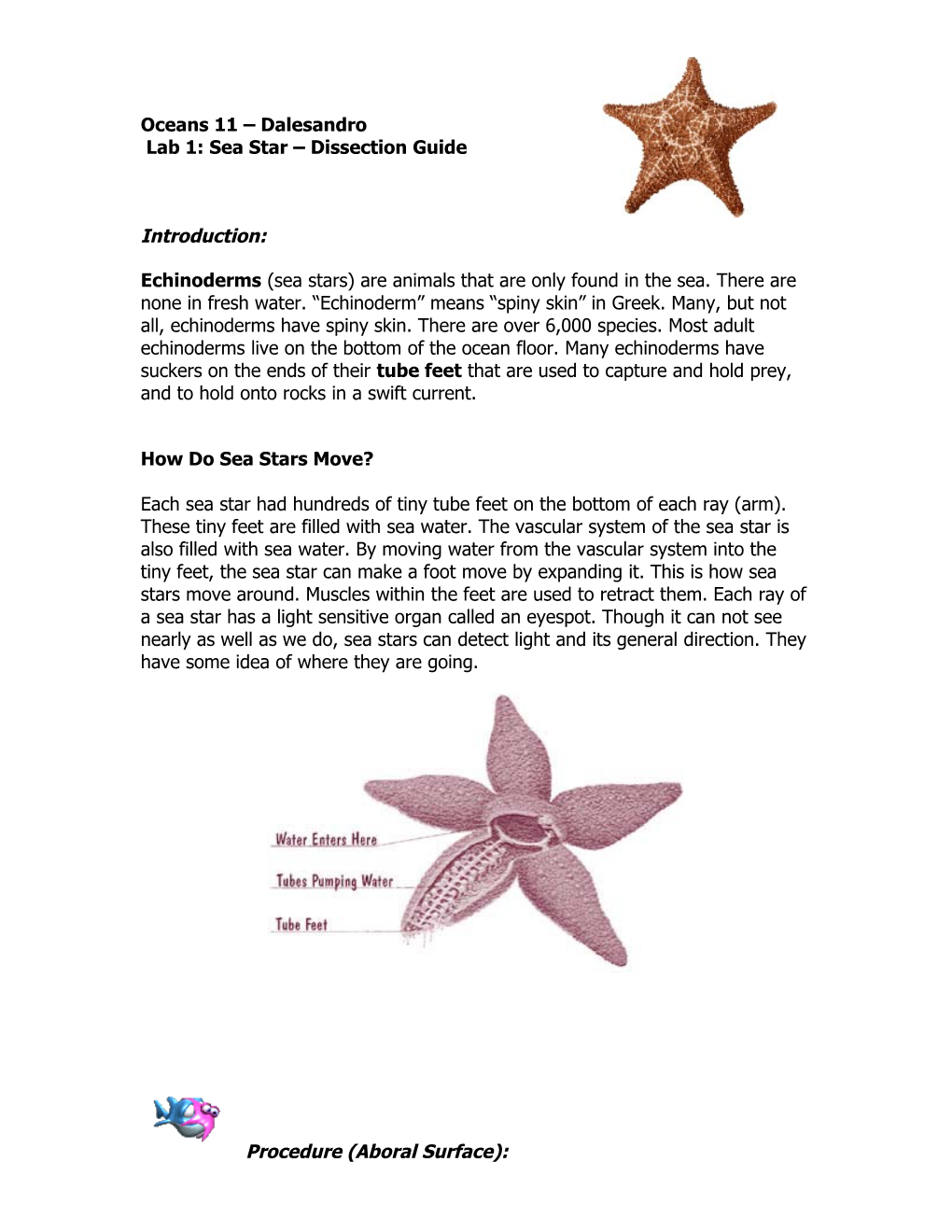 1. Obtain a Preserved Sea Star and Rinse Off Any Preservative with Water