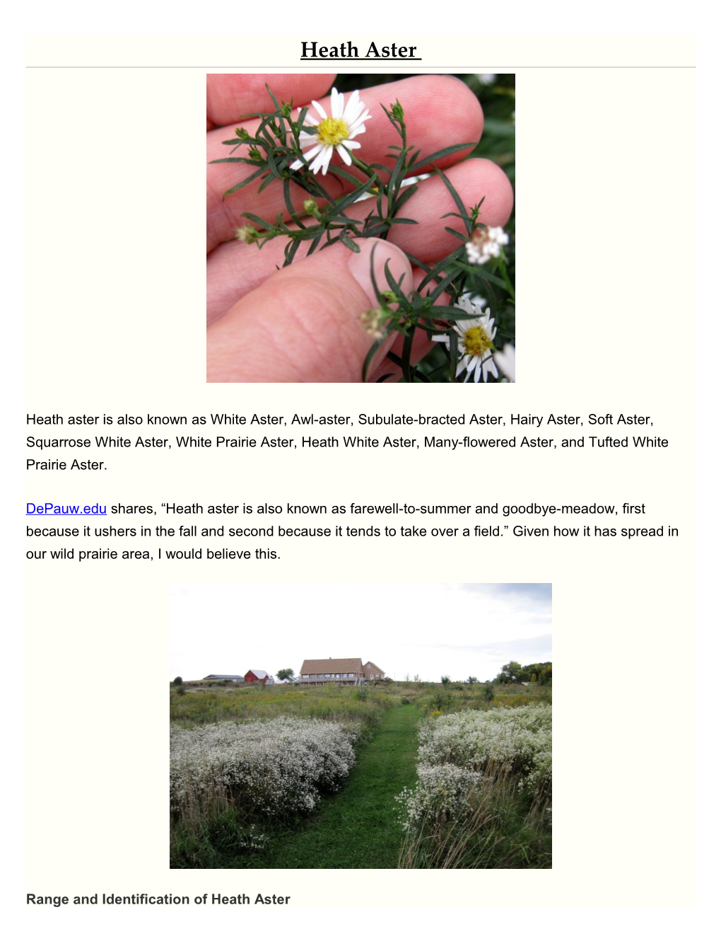 Range and Identification of Heath Aster