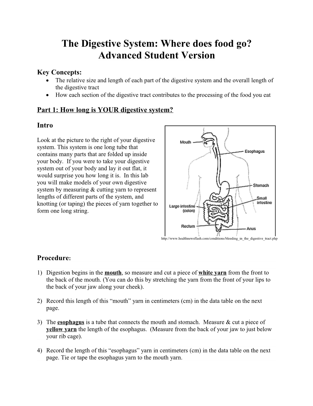 Modeling the Digestive System