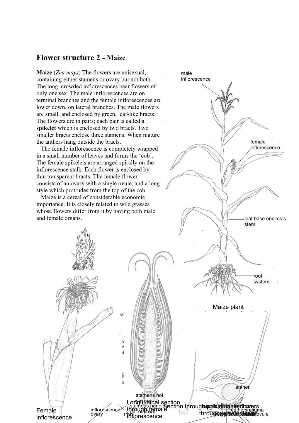 Flower Structure - Maize